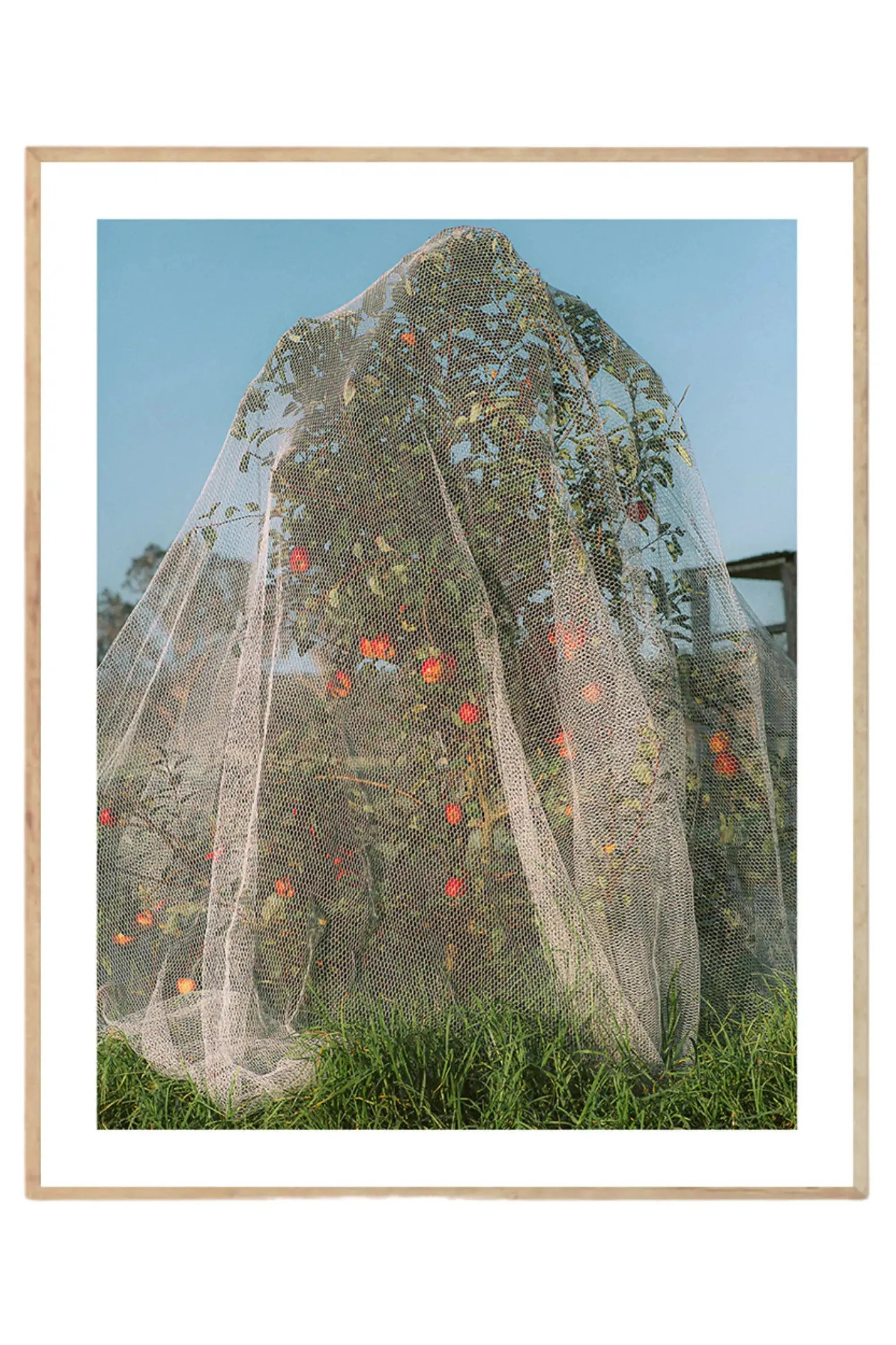 Apple Tree - Photo Art Print - THAT COOL LIVING