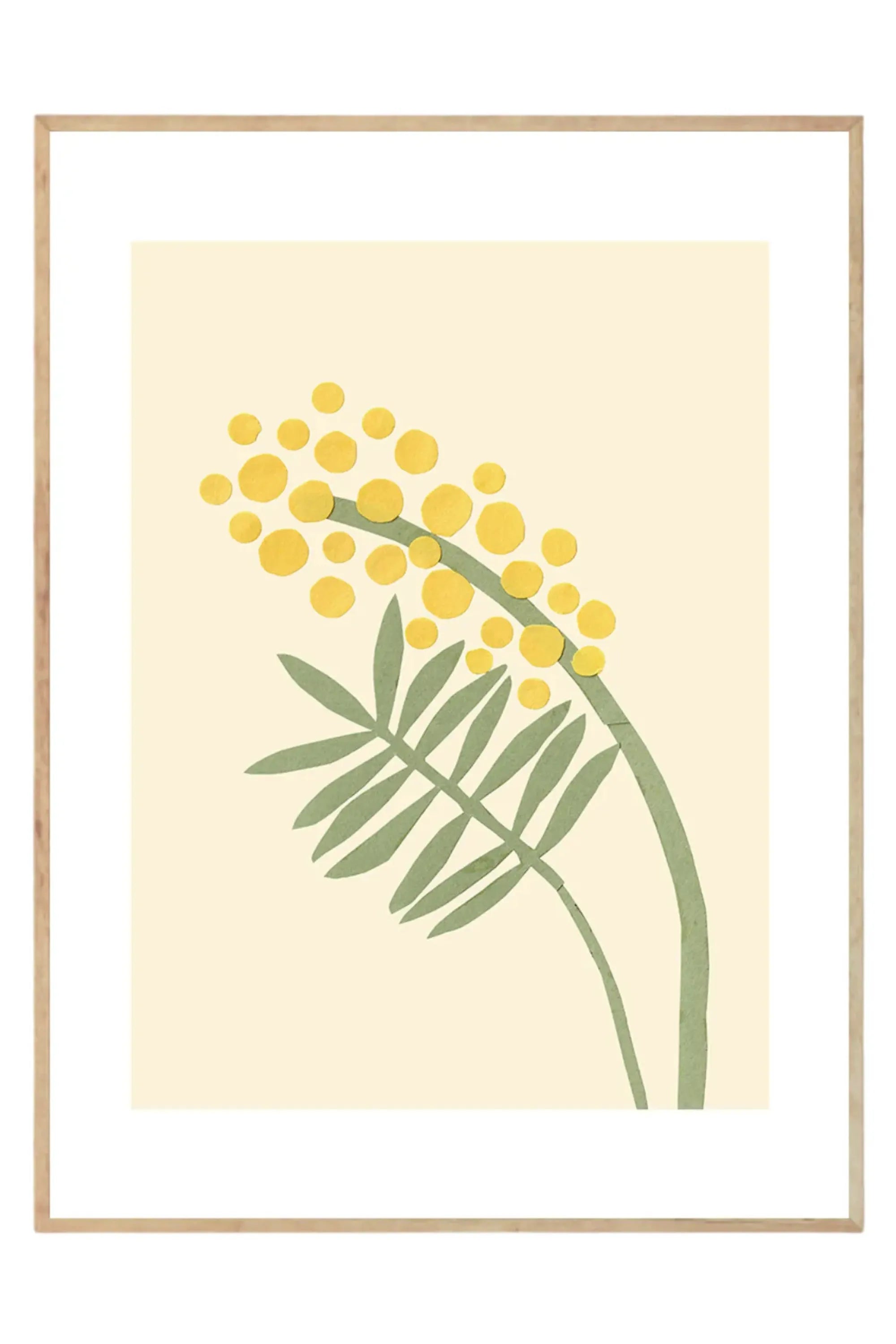 Acacia