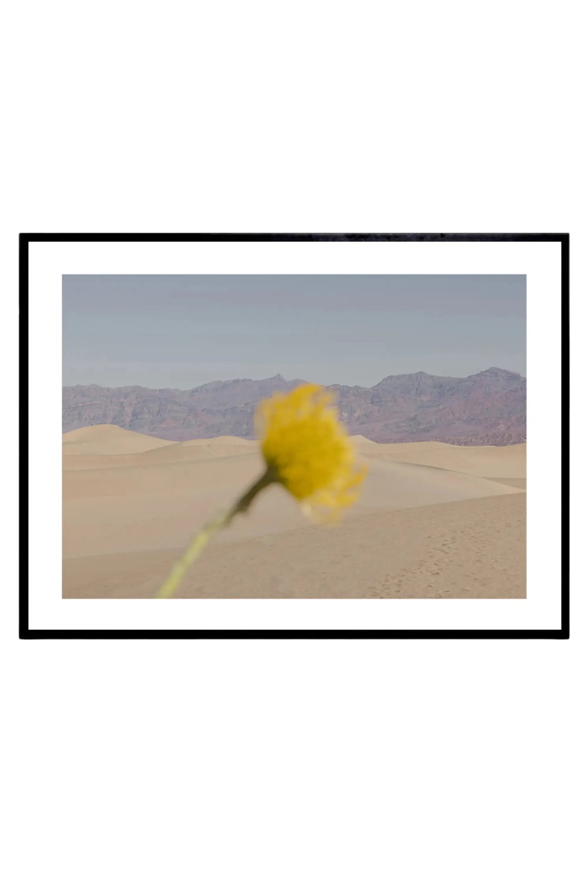 Desert Mirage