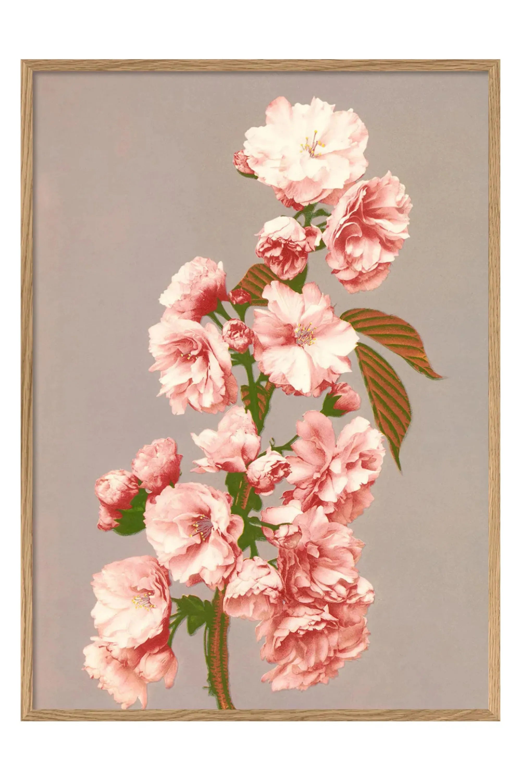 Cherry Blossom - THAT COOL LIVING