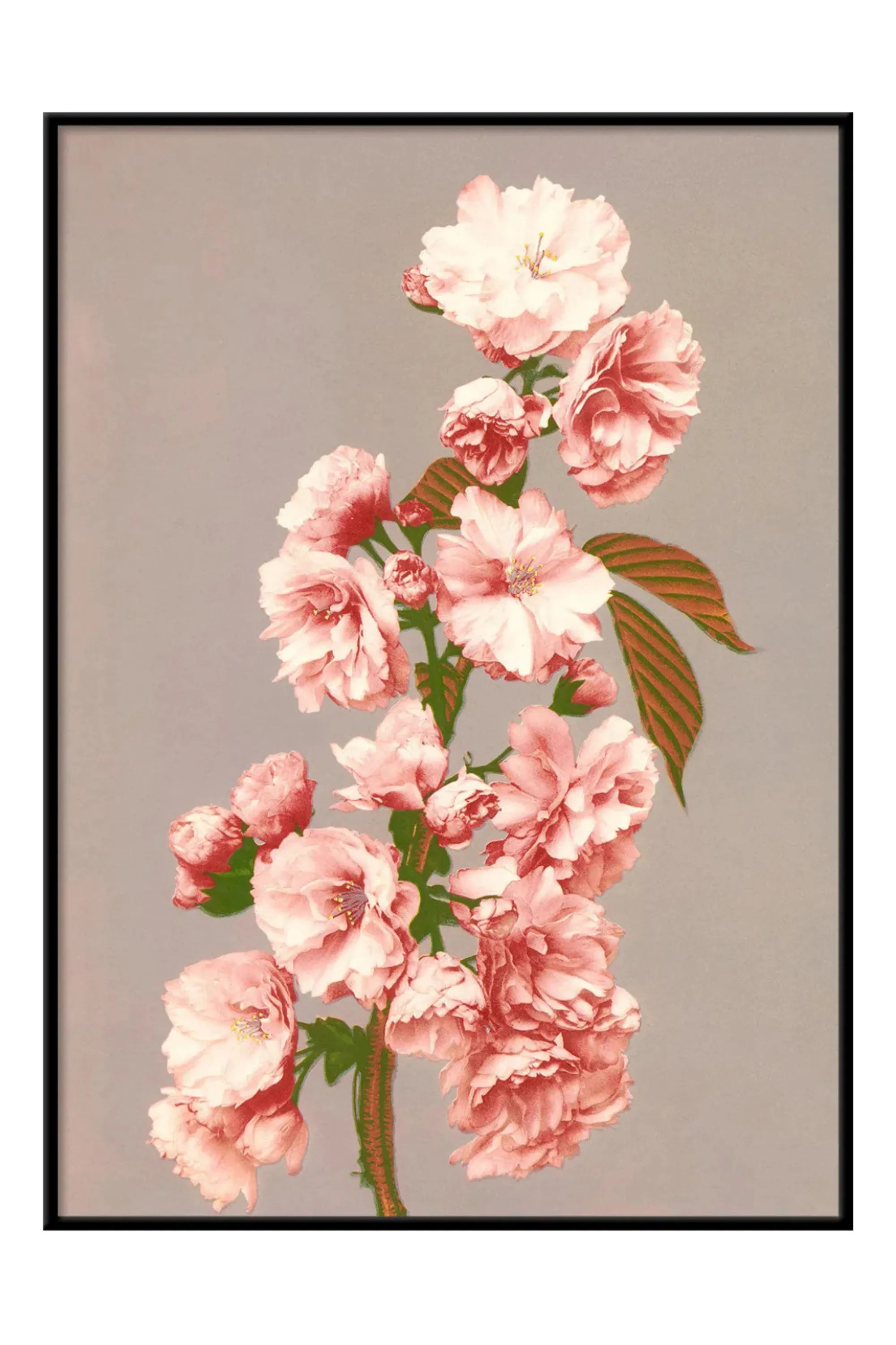 Cherry Blossom - THAT COOL LIVING