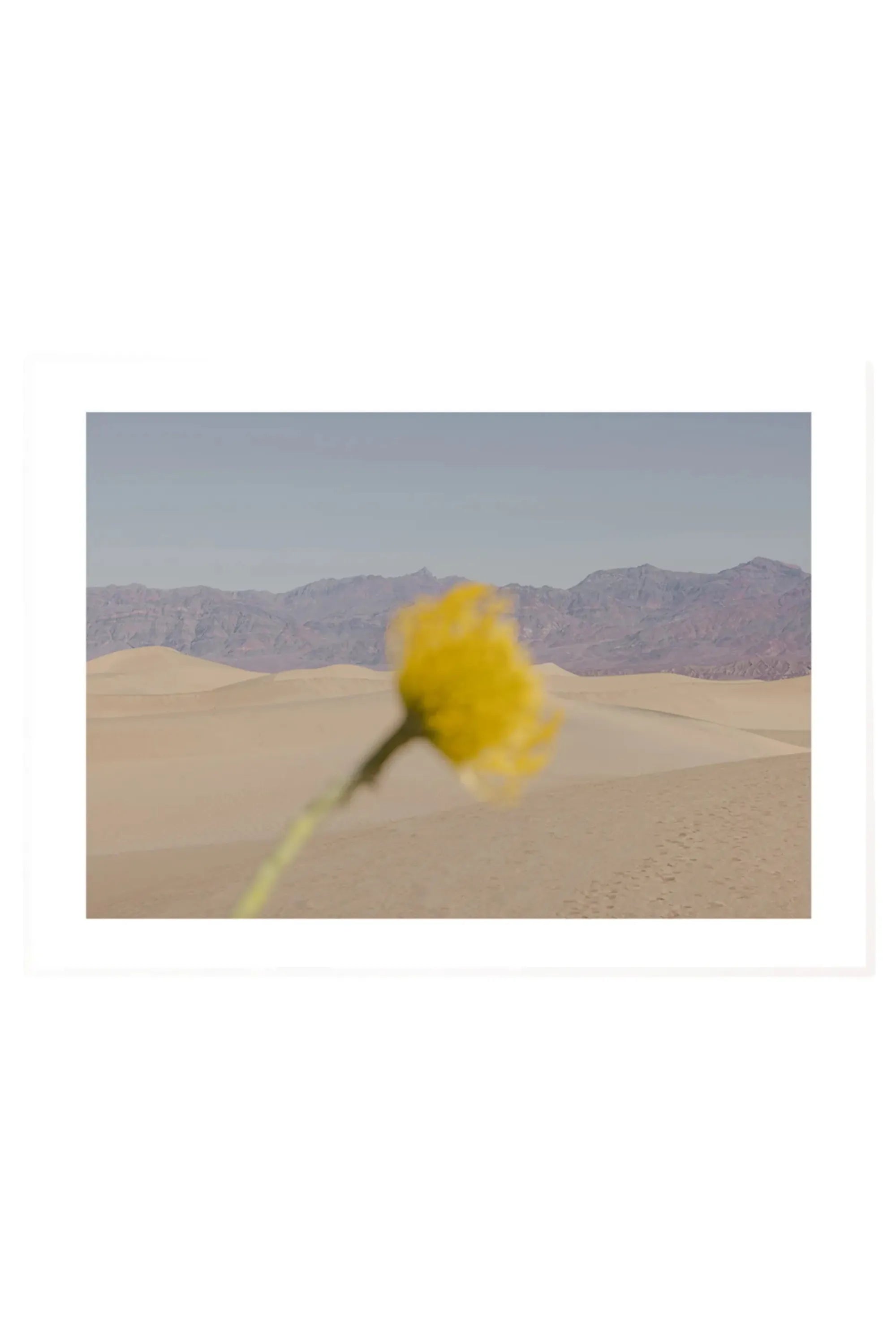 Desert Mirage