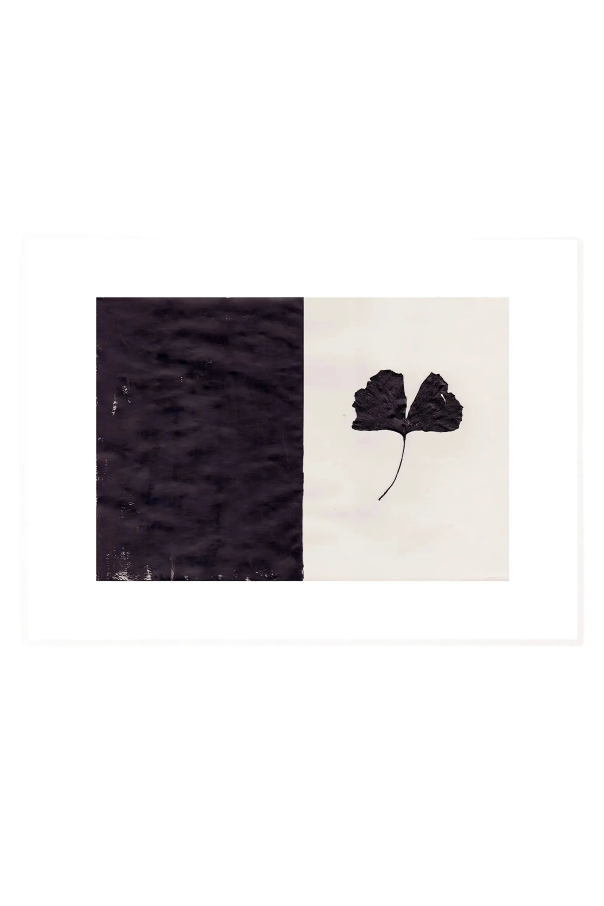 Black Ginkgo