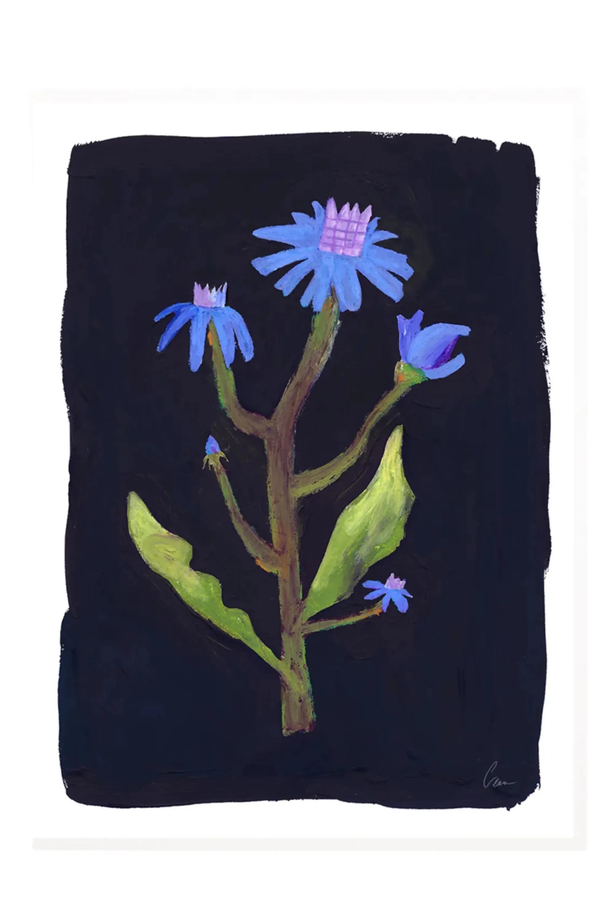 Night Flower