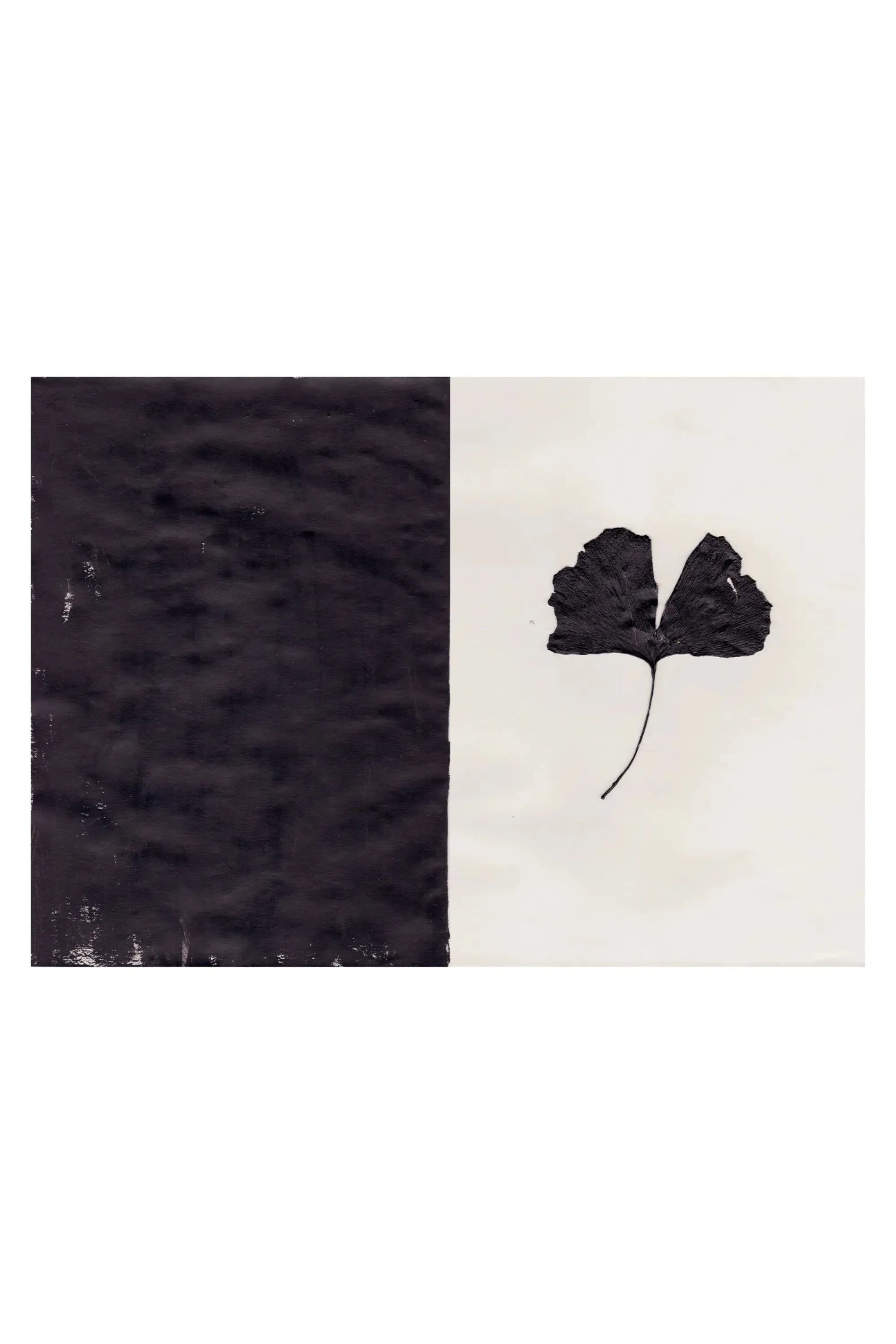 Black Ginkgo