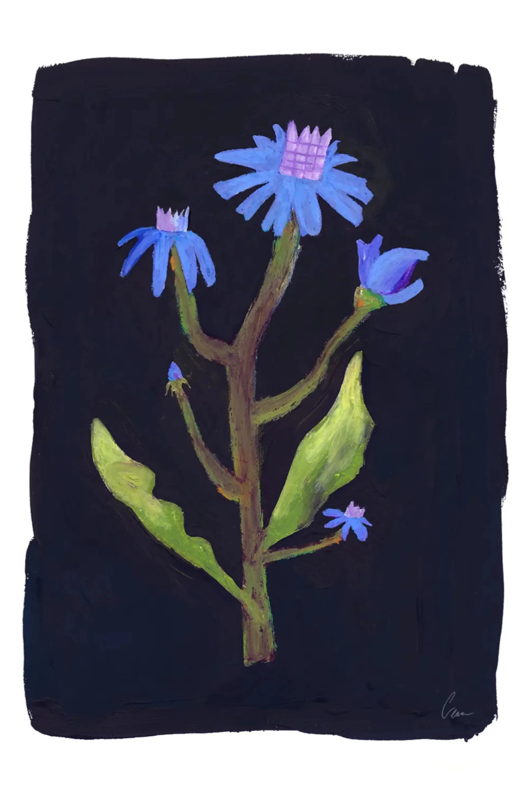 Night Flower