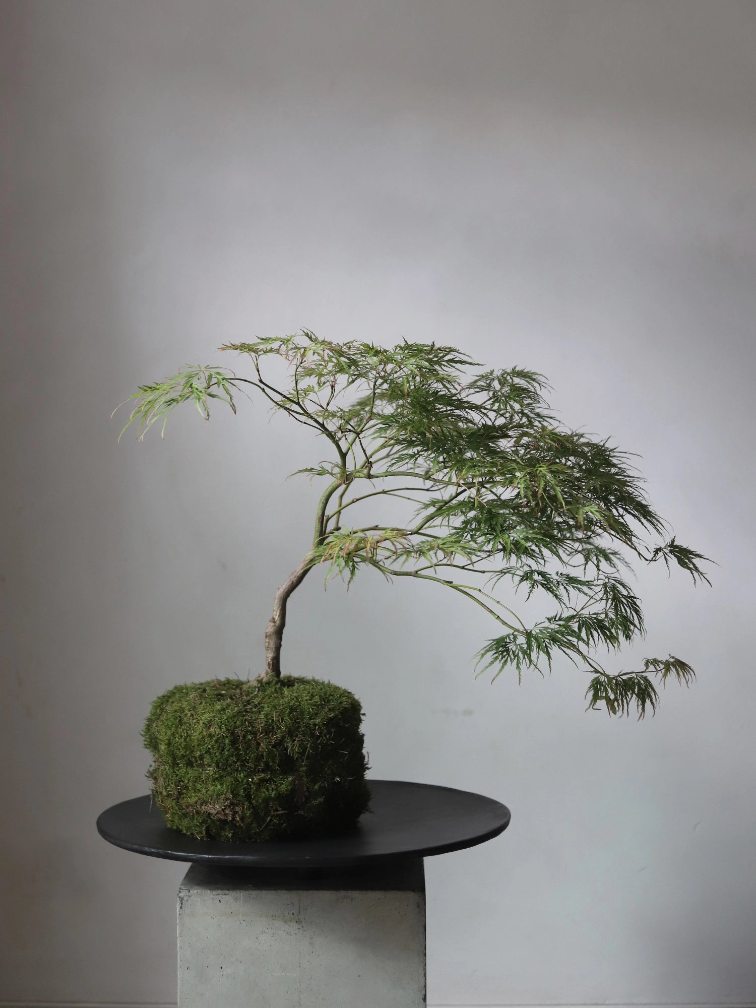 Duck Tray by 101 CPH - THAT COOL LIVING