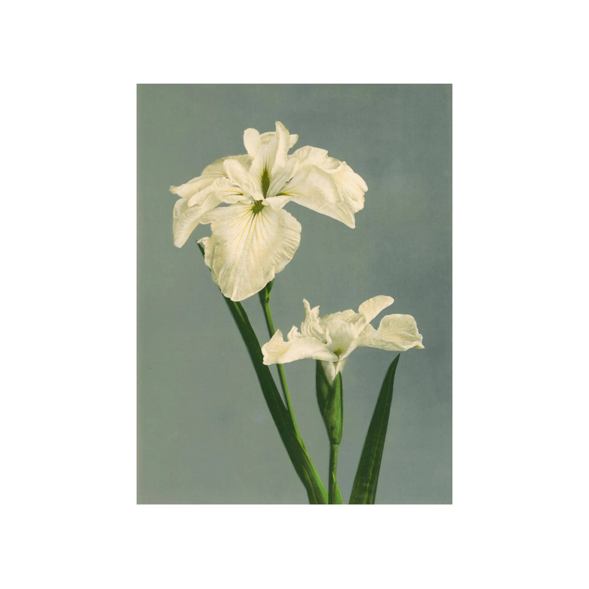 Beautiful Iris Laevigata plant with tall, slender stems and lush foliage