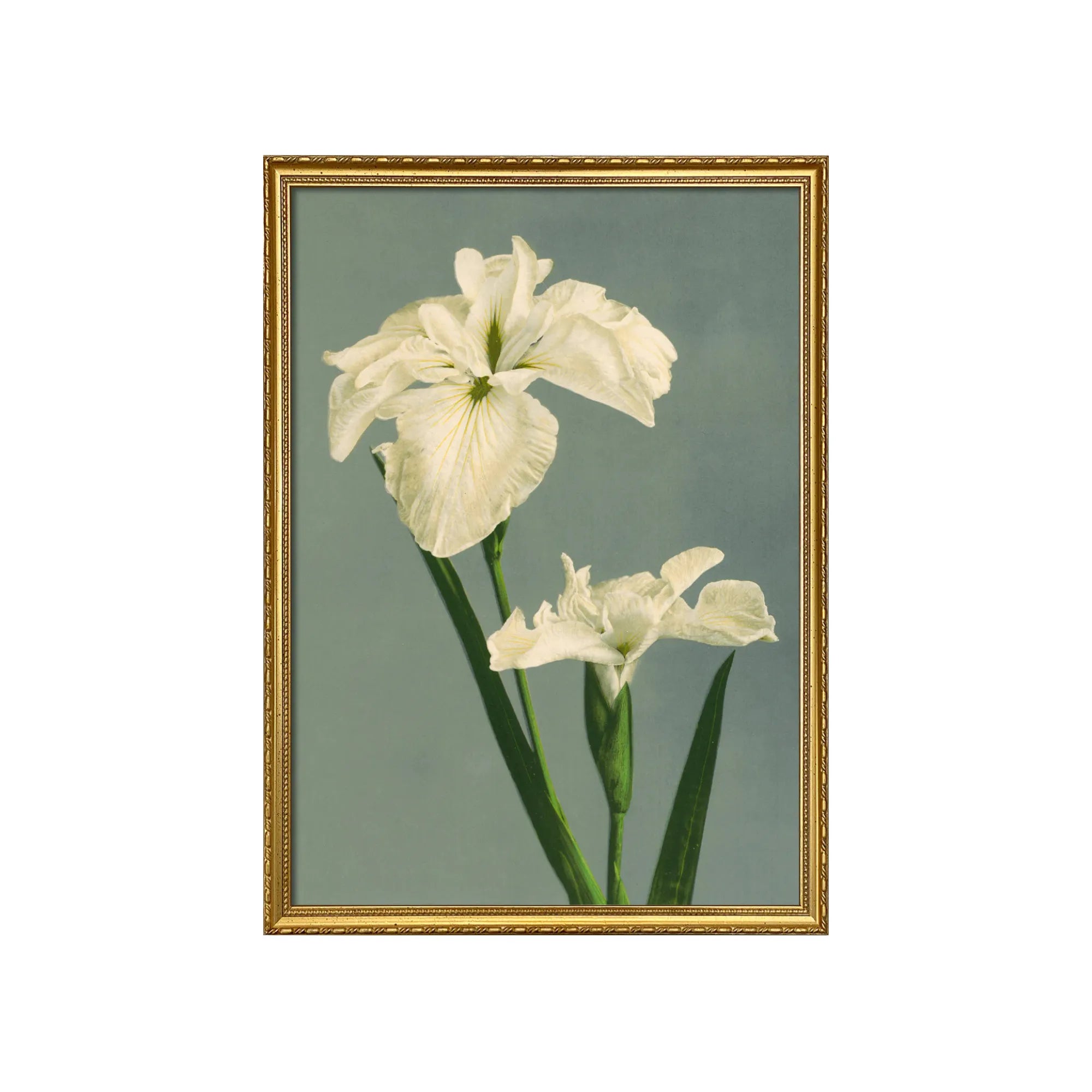 Exquisite Iris Laevigata plant in a serene garden setting