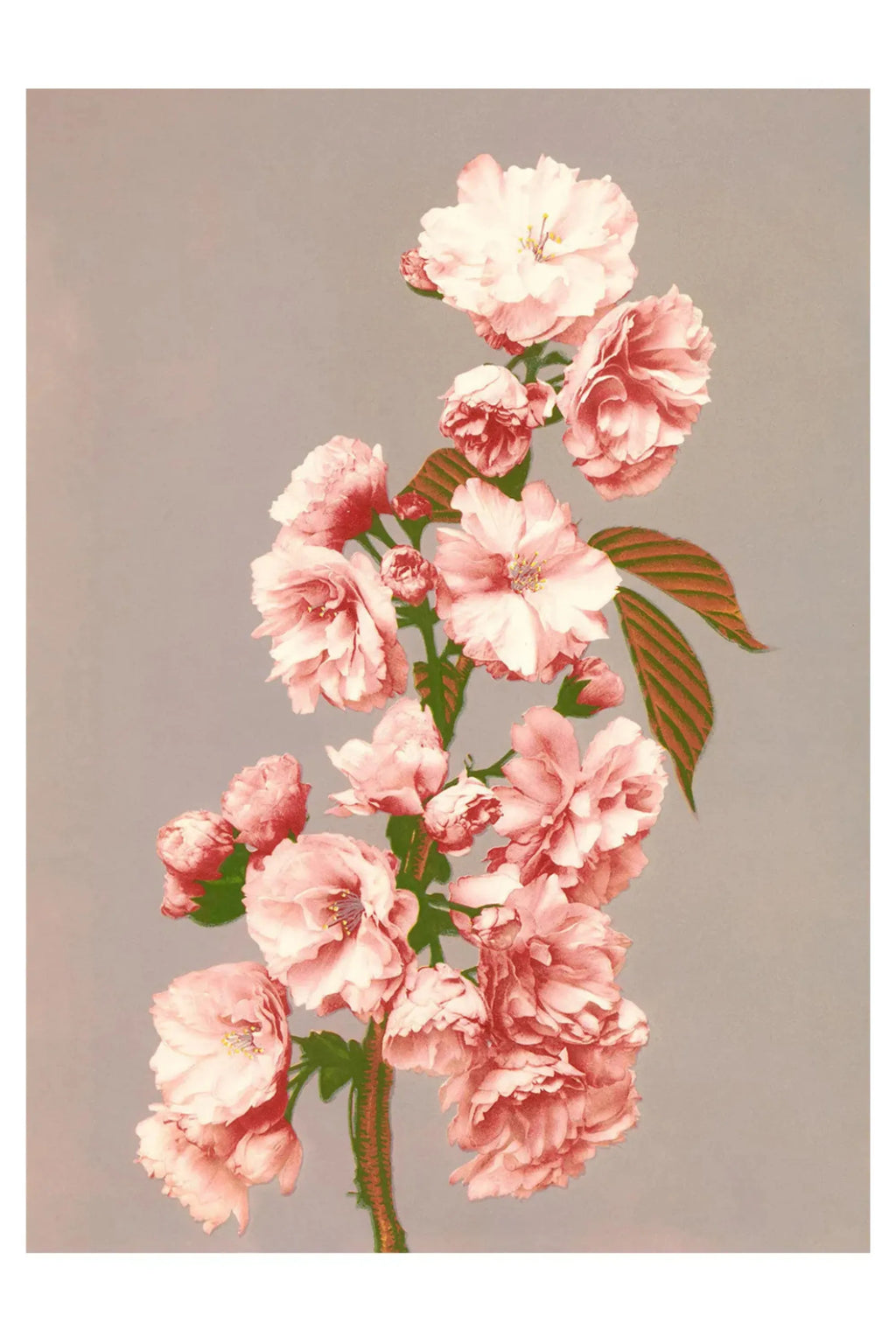 Cherry Blossom - THAT COOL LIVING