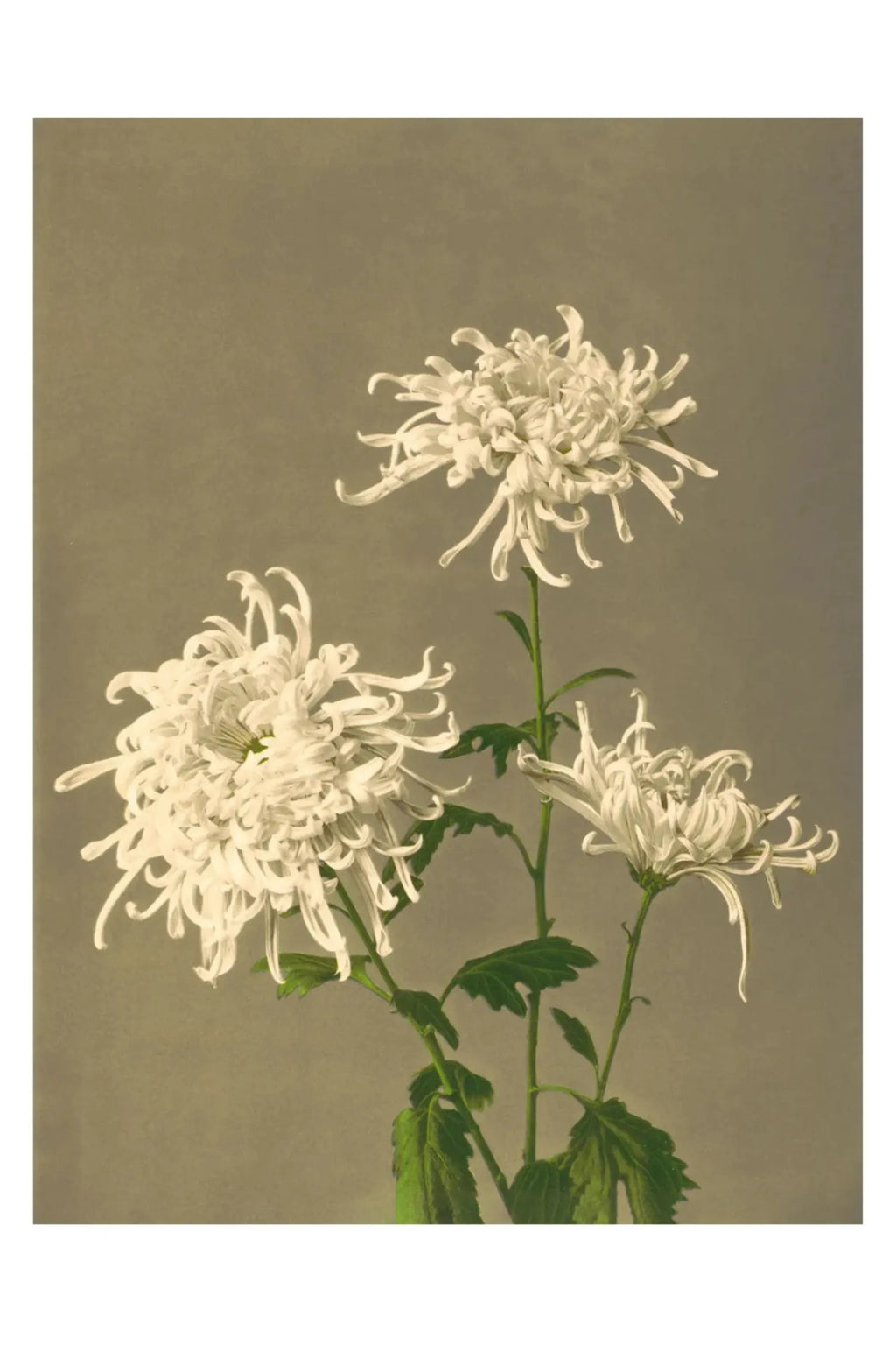 White Chrysanthemum - Art Print - THAT COOL LIVING
