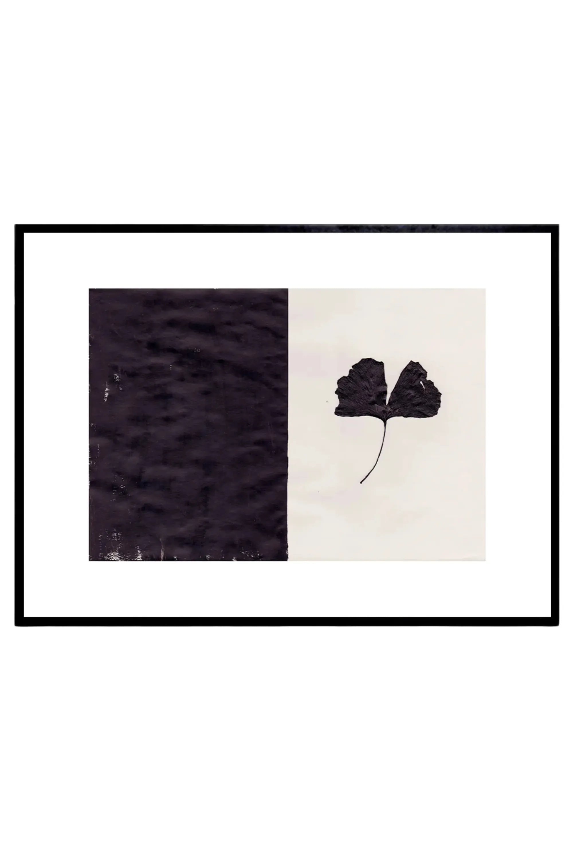 Black Ginkgo
