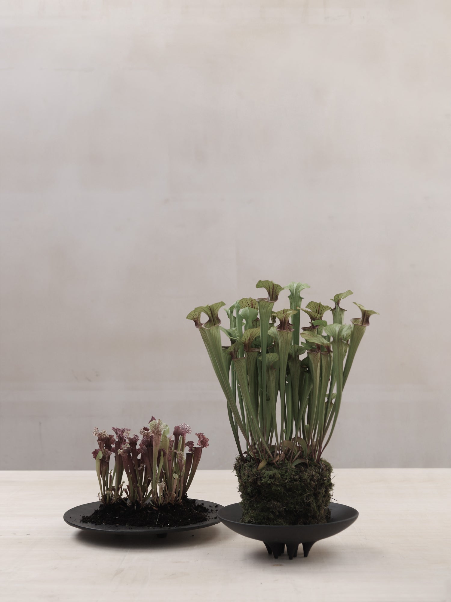 Medusa Tray by 101 CPH - THAT COOL LIVING