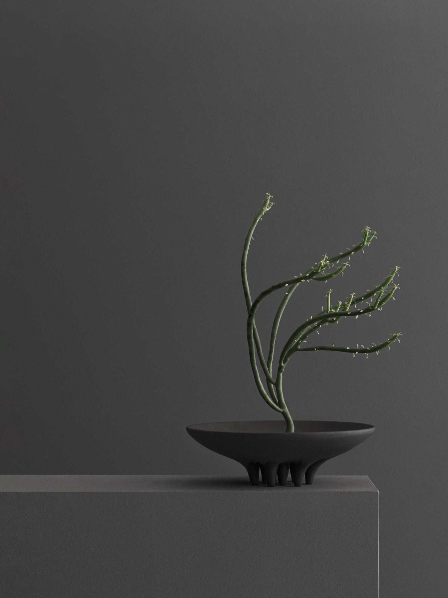 101 CPH Medusa Tray: A dark charcoal grey, smooth ceramic bowl with eight pointed tentacle-like feet, holding a sparse green plant, displayed on a minimalist gray block. A premium, authentic decor piece. Ideal for modern interior styling.