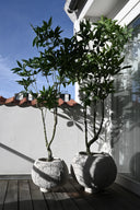 Urchin Planter - THAT COOL LIVING
