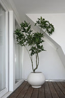 Sunao Planter - Fat - THAT COOL LIVING