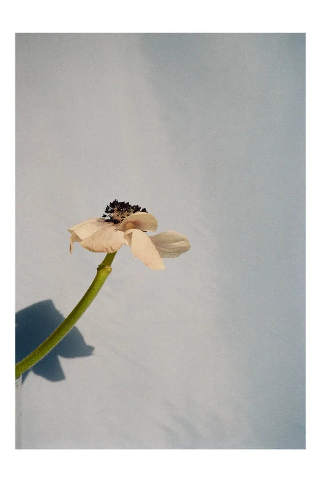 Poppy Pop - THAT COOL LIVING