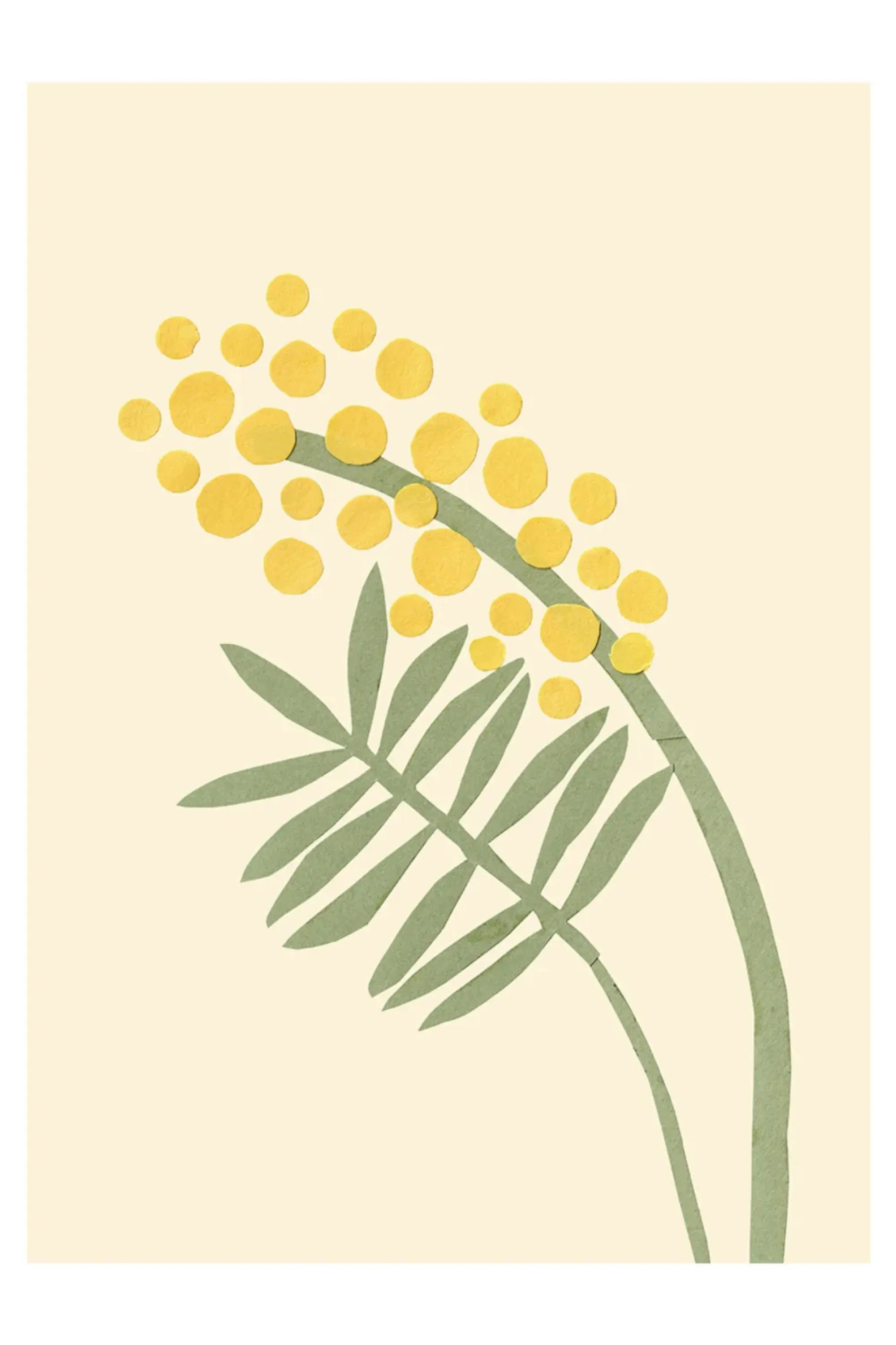 Acacia
