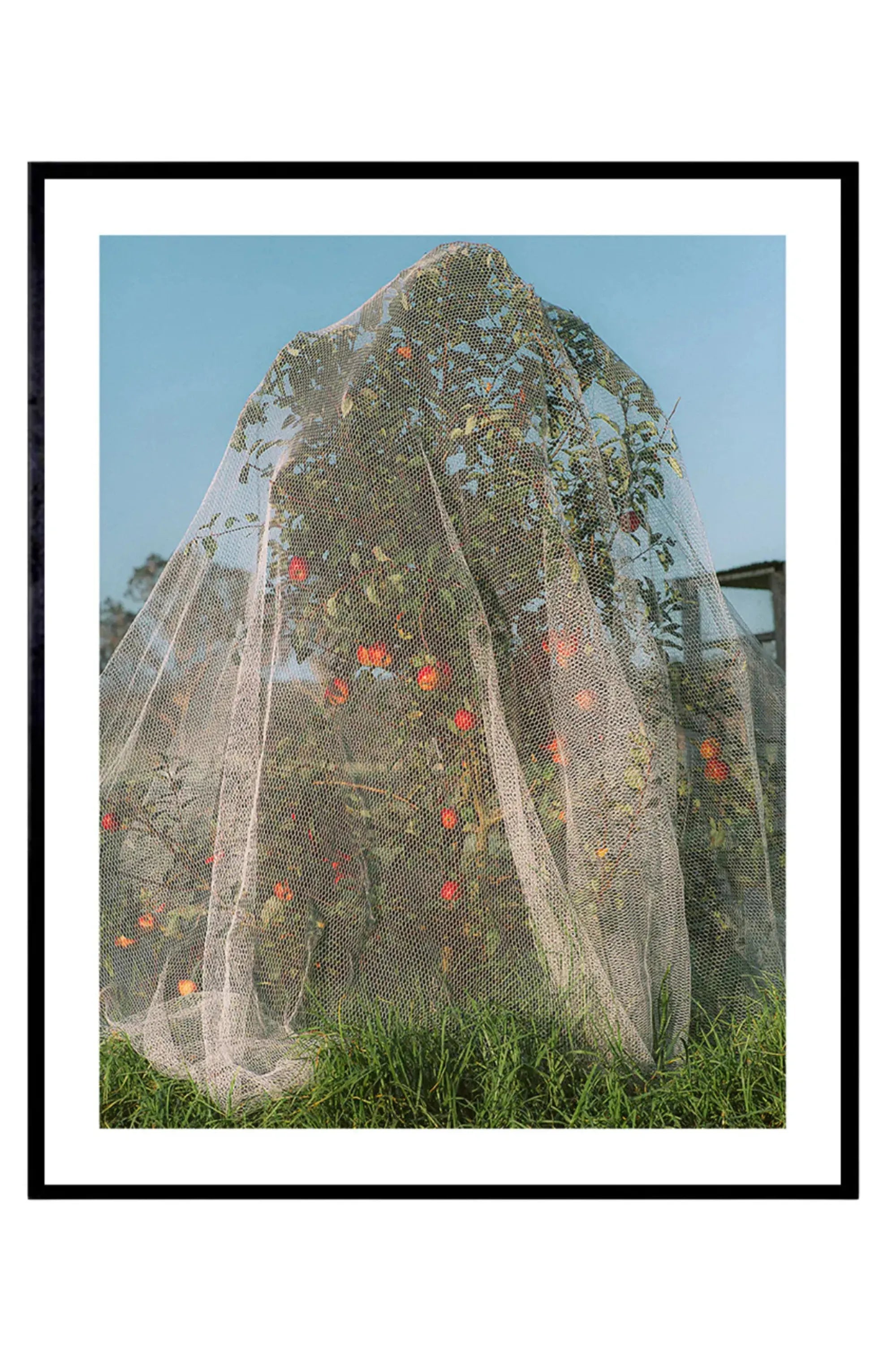 Apple Tree - Photo Art Print