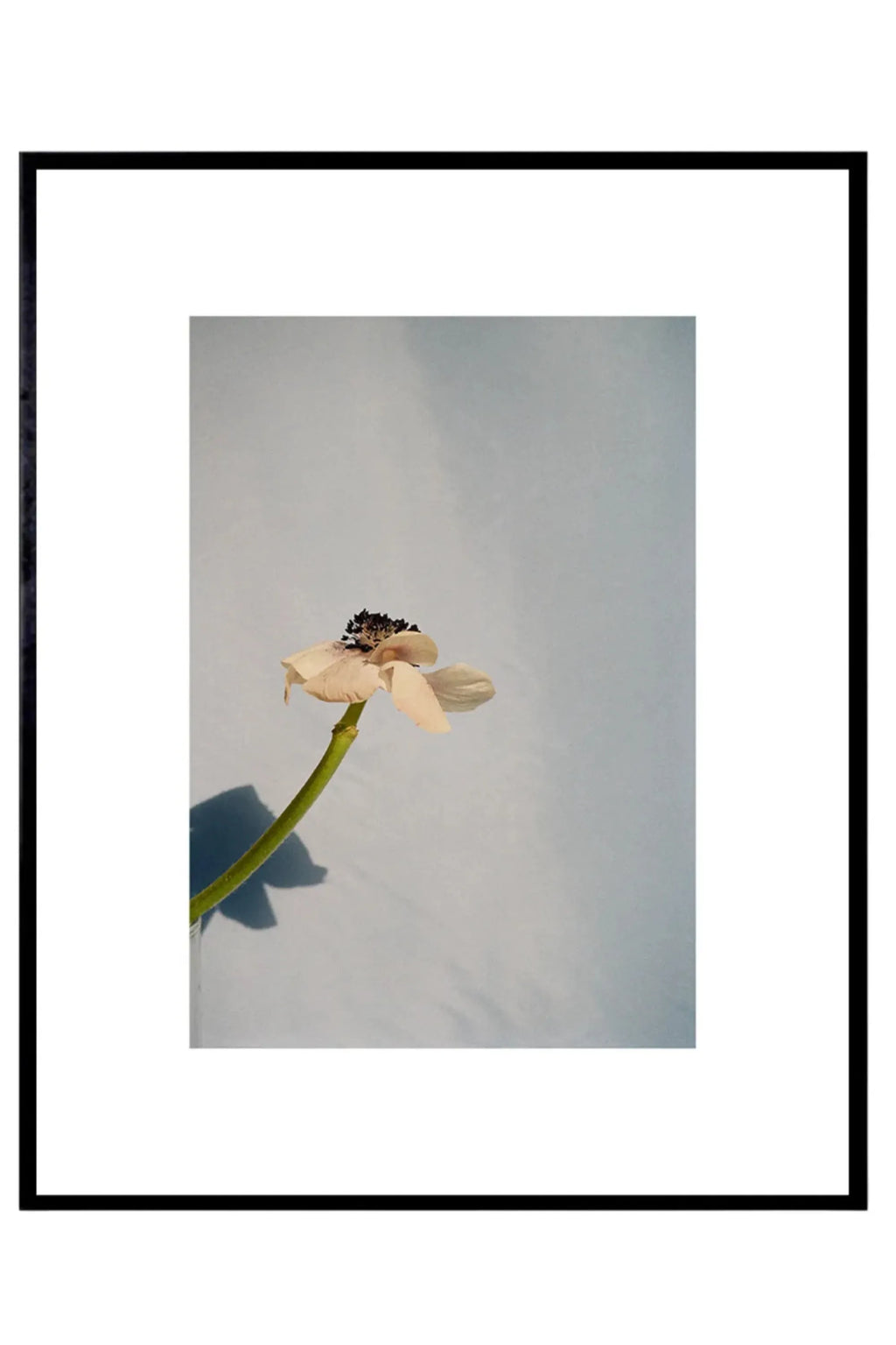 The Poster Club Poppy Pop, a modern botanical art print featuring a delicate pale pink poppy with a dark center and vibrant green stem, set against a soft light blue background. This contemporary floral poster is framed in a sleek matte black frame with a crisp white mat, creating a minimalist aesthetic. Ideal for adding a touch of serene natural beauty to modern living rooms, bedrooms, or gallery walls.