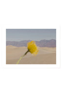 Desert Mirage - Art Print - THAT COOL LIVING