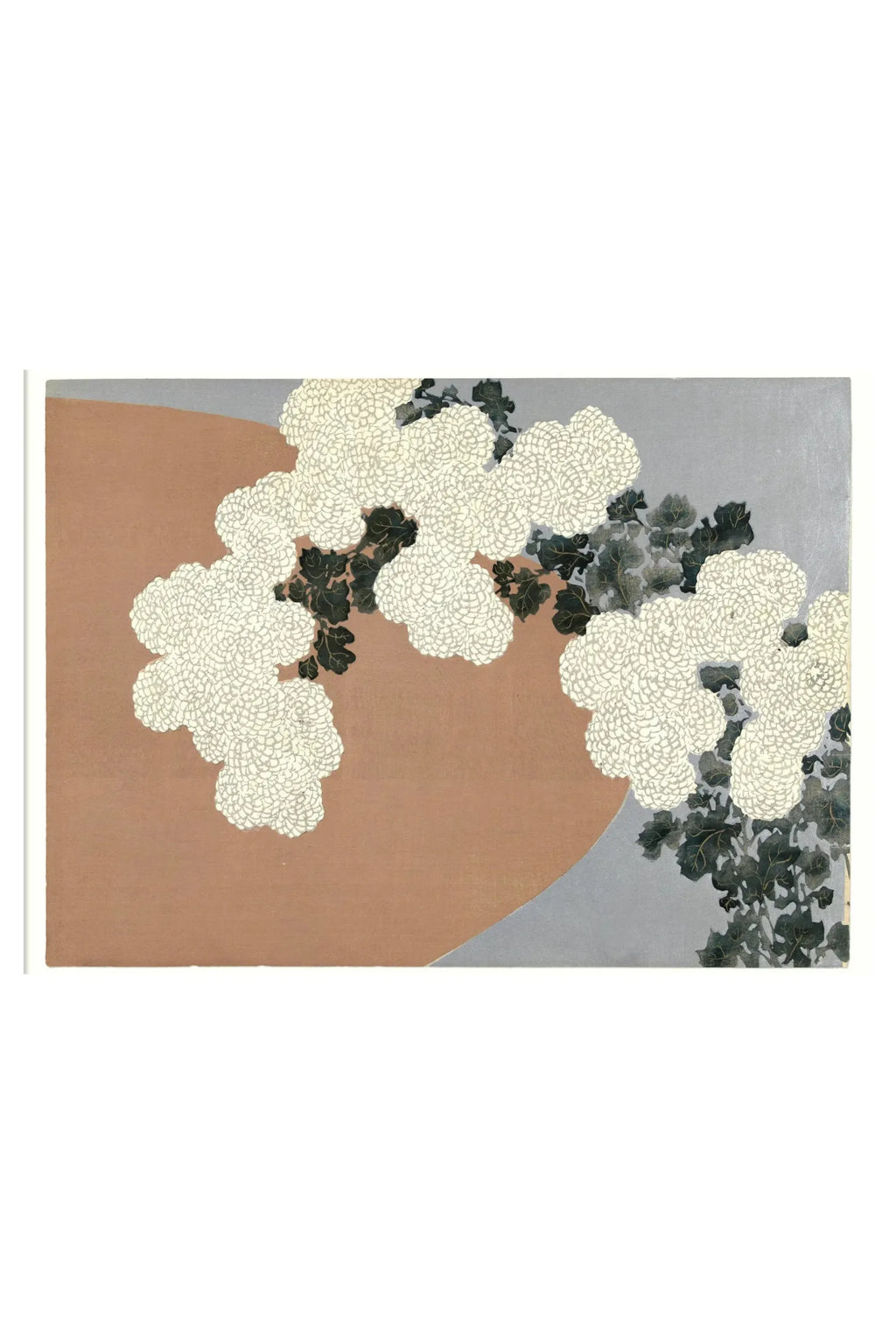 Chrysanthemum - THAT COOL LIVING