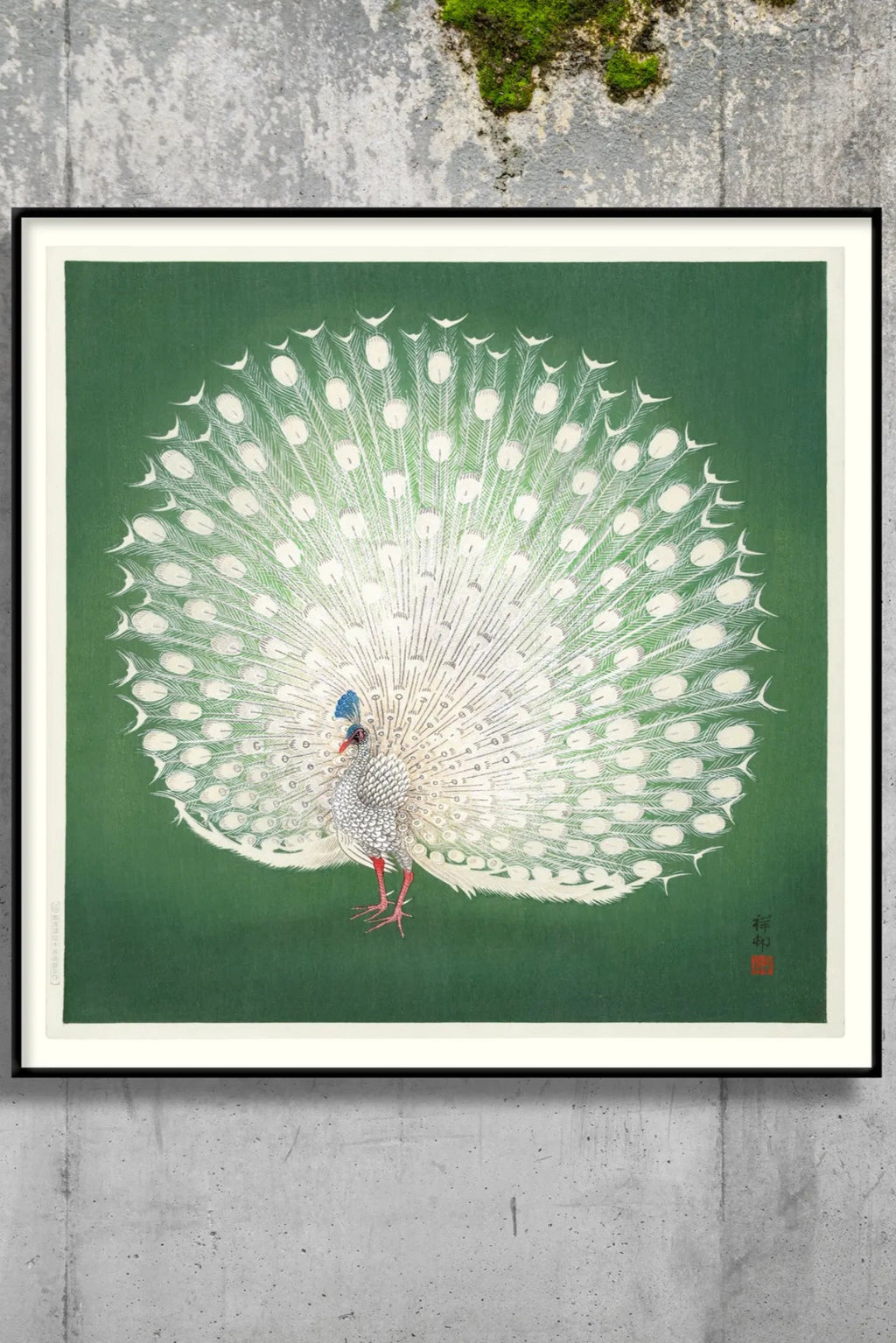 Beautiful peacock displaying its colorful feathers in a lush green setting