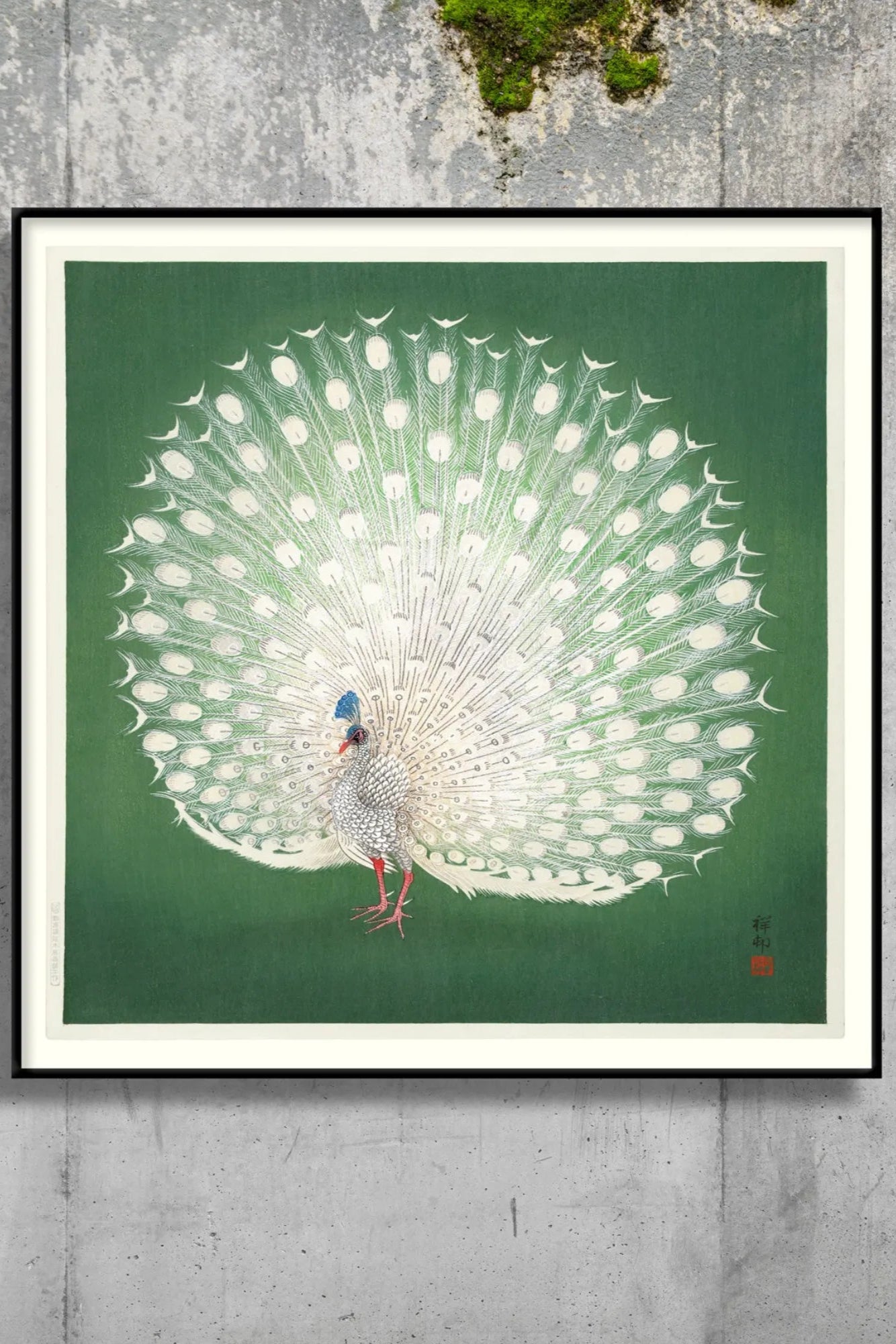 Beautiful peacock displaying its colorful feathers in a lush green setting