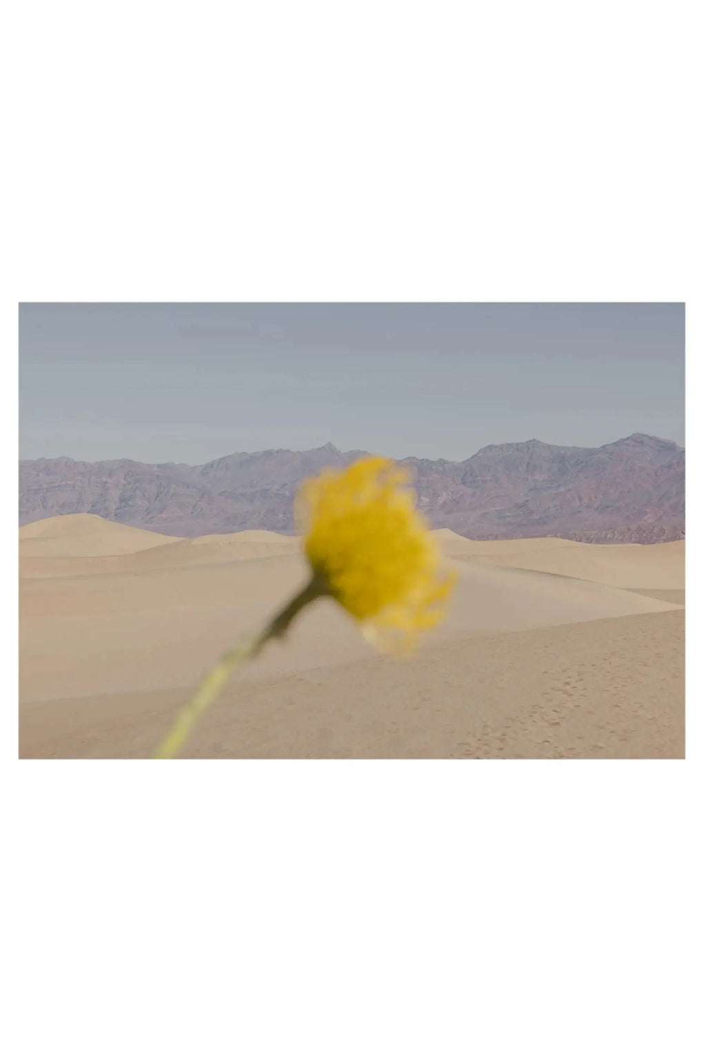The Poster Club Desert Mirage, a minimalist landscape photography print featuring warm sandy yellow desert dunes, distant purple-grey mountains under a soft blue sky, and a vibrant blurry yellow flower in the foreground. This modern nature art print is perfect for adding a serene desert aesthetic to living rooms, bedrooms, or contemporary gallery walls.