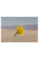 Desert Mirage - Art Print - THAT COOL LIVING