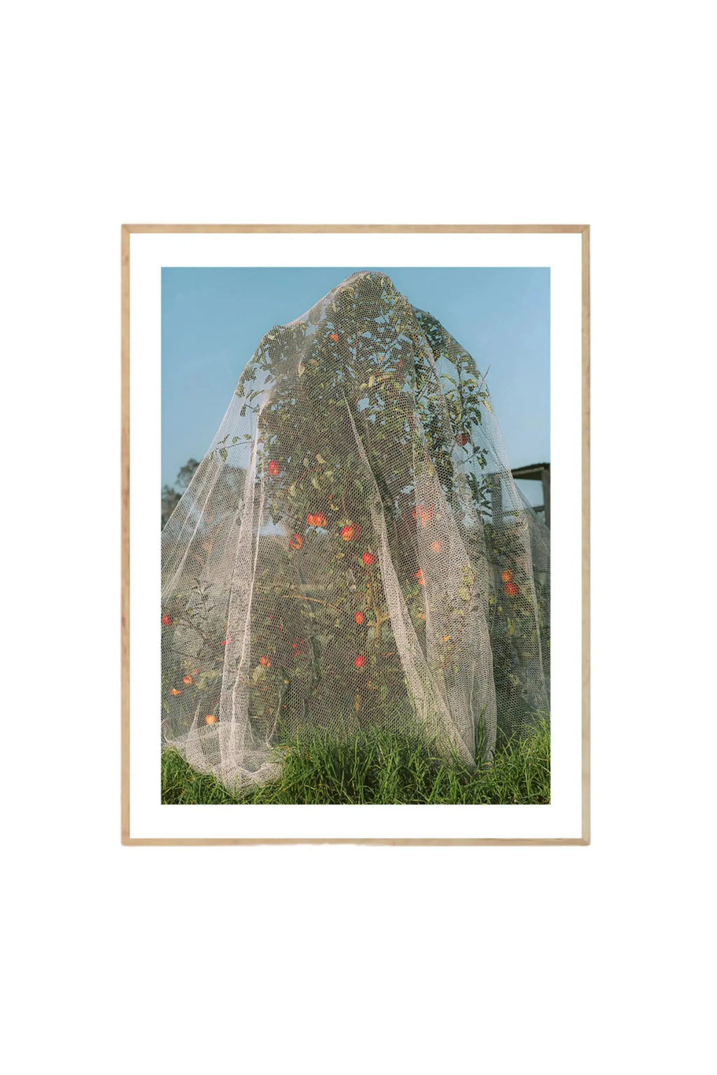 The Poster Club Apple Tree - Photo Art Print, featuring a vibrant apple tree laden with red apples, covered by a protective white mesh net against a clear blue sky, framed in natural light oak. This stylish poster is perfect for enhancing modern home decor for nature lovers and art enthusiasts.