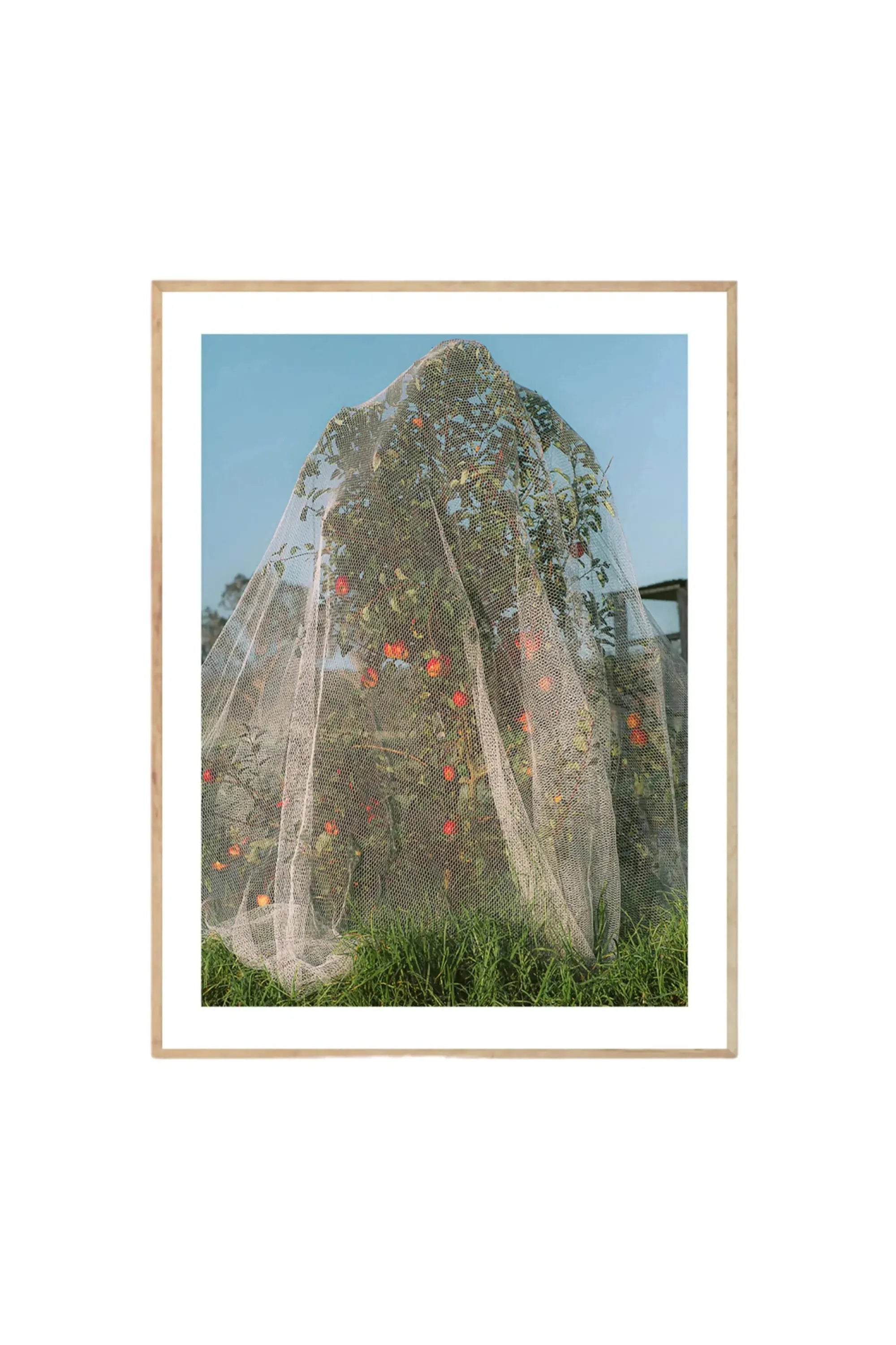 Apple Tree - Photo Art Print