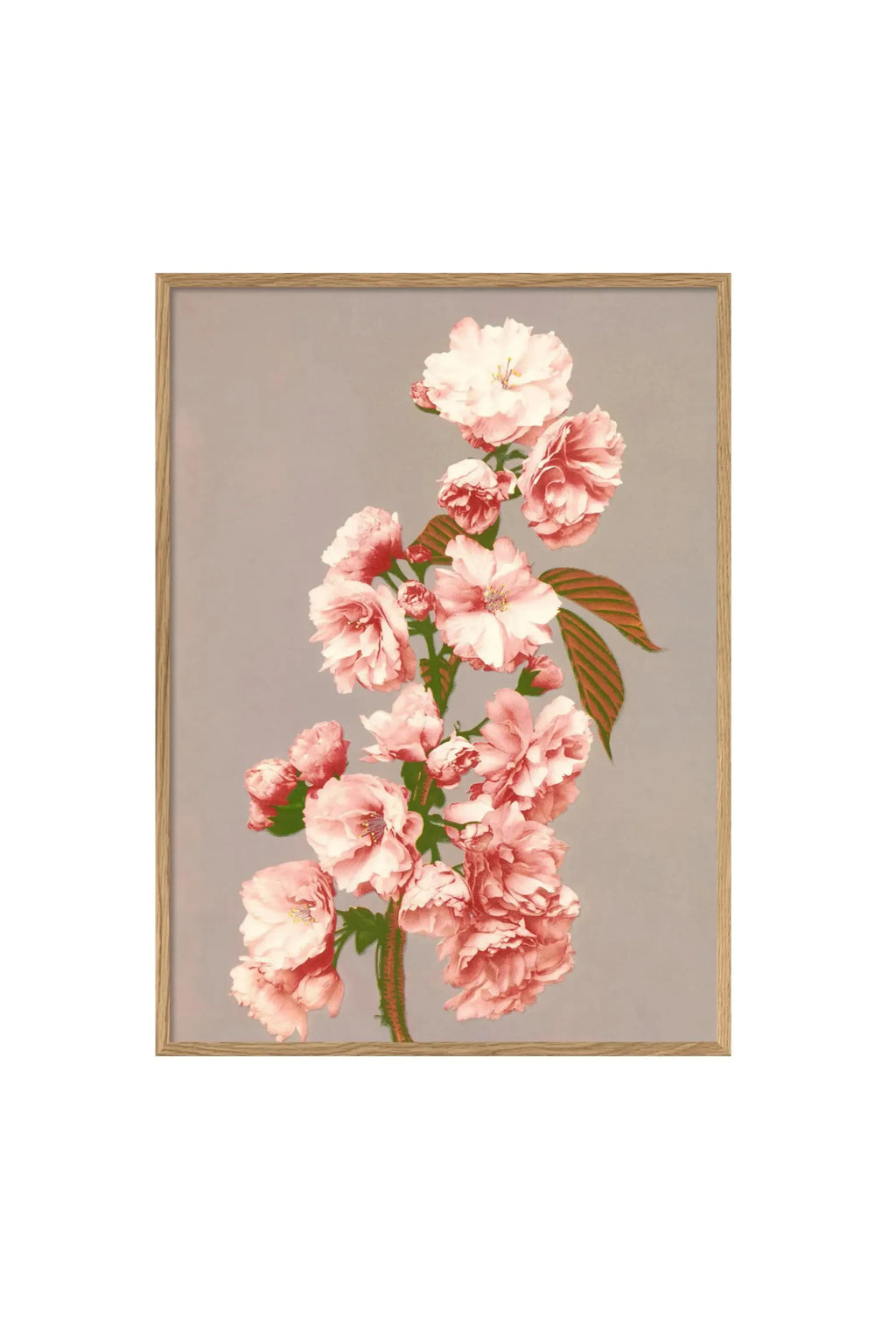 Cherry Blossom - Art Print