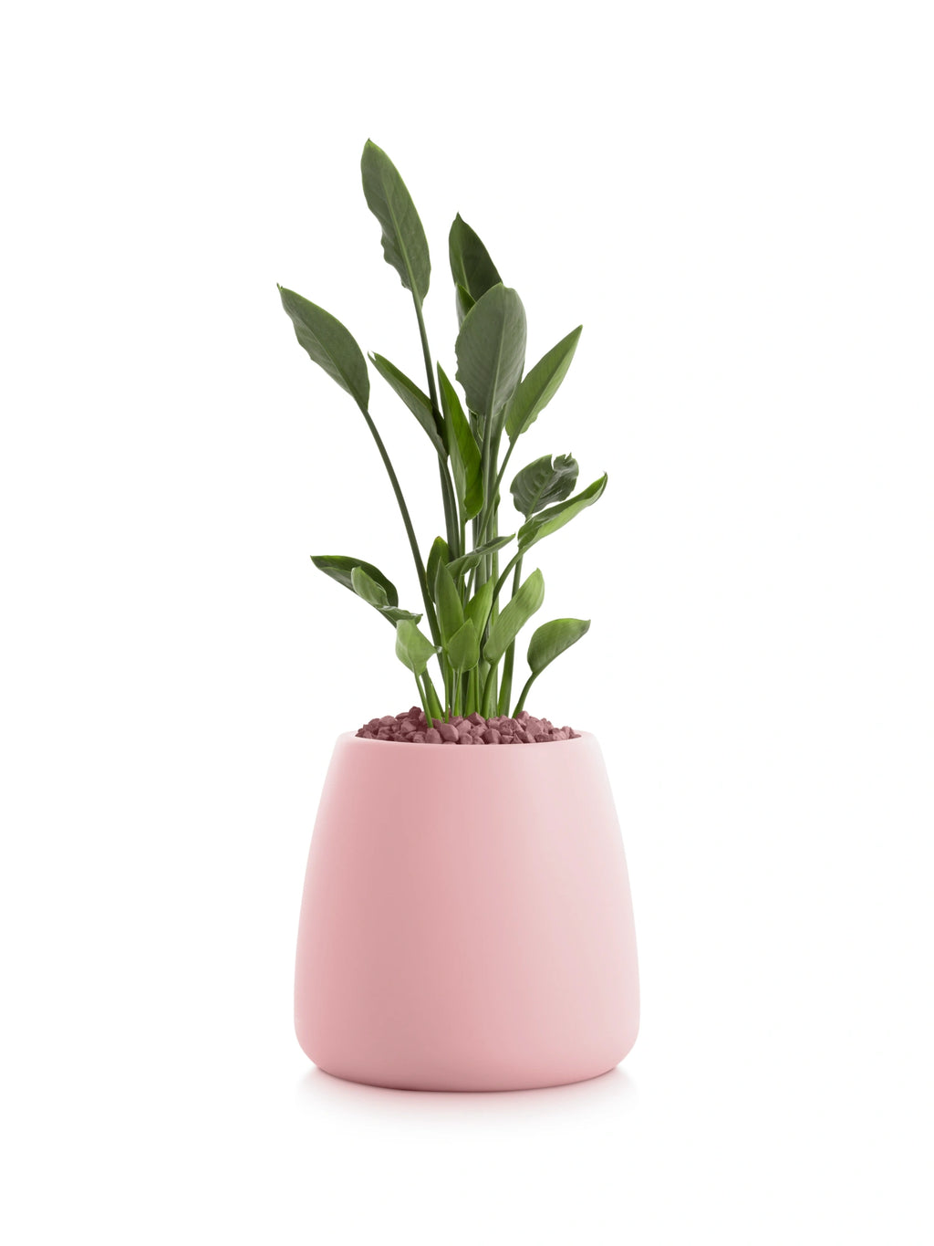 Diabla Gobi 1 Planter in soft matte pink, filled with a lush green plant and decorative pink pebbles. This charming, rounded, and durable planter is displayed on a clean white background.