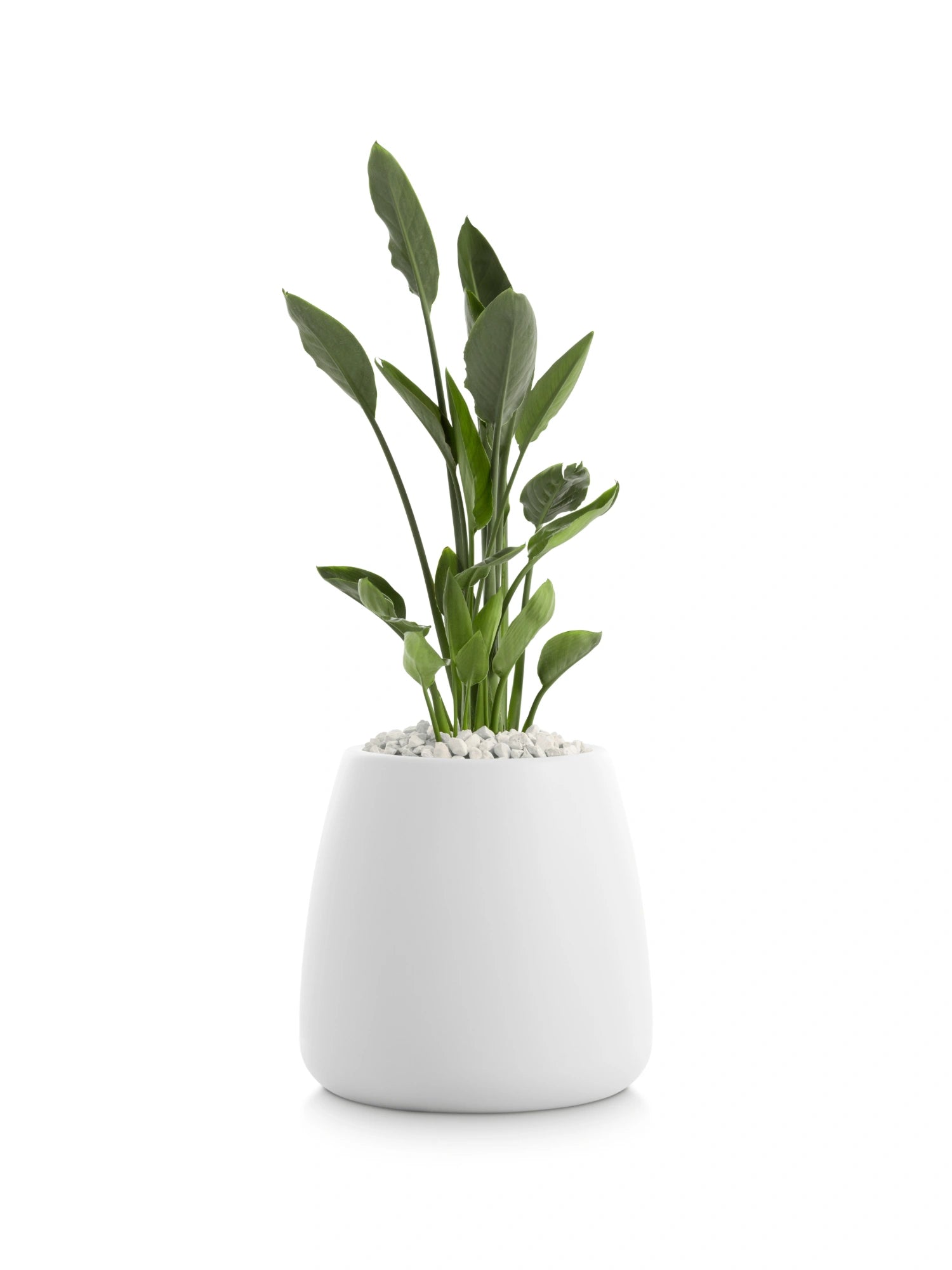 Gobi 1 Planter by Diabla - THAT COOL LIVING