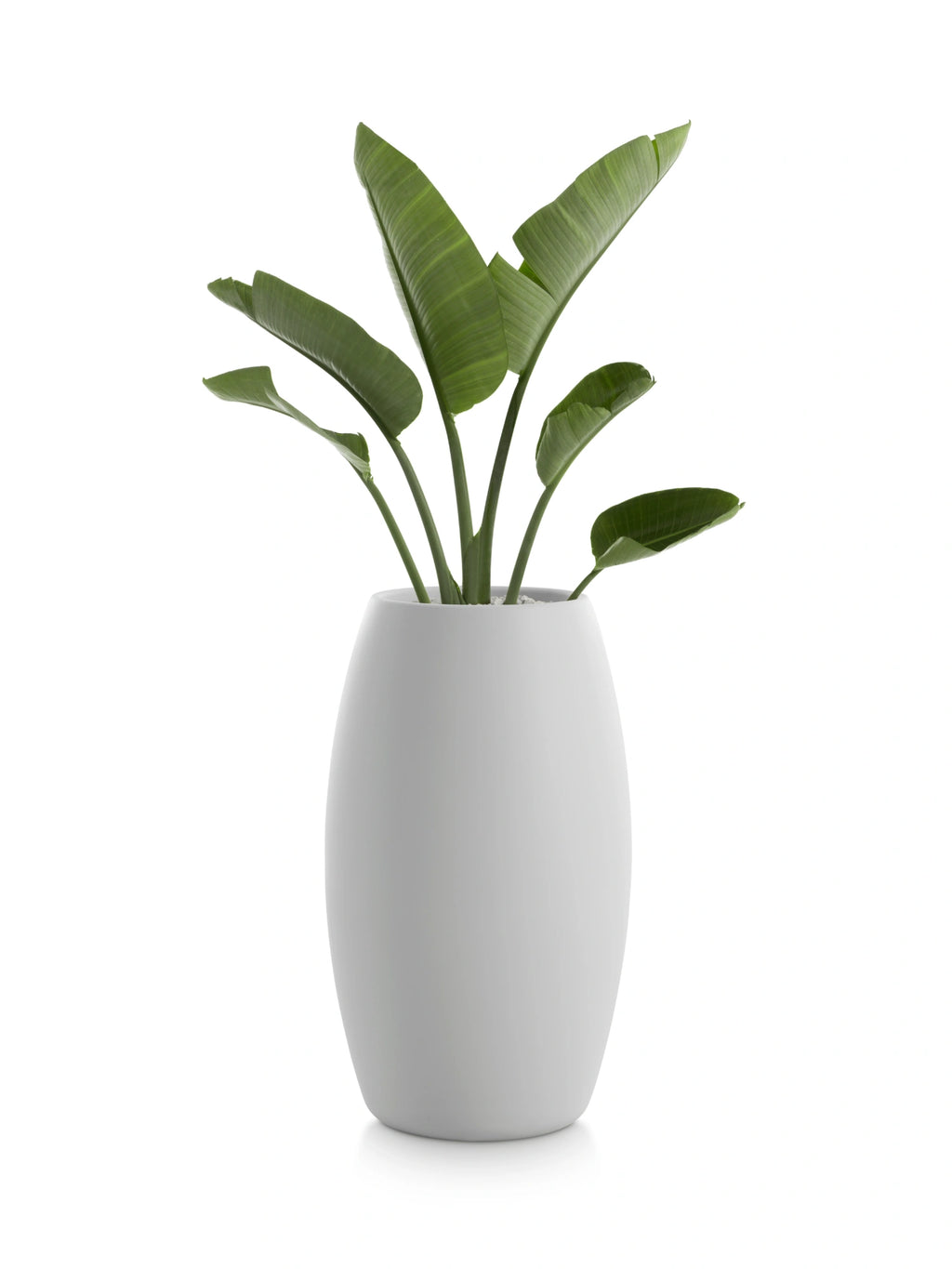 Diabla Gobi 2 Planter in light grey, featuring a tall, elegant, and slightly tapered oval shape with a smooth, matte finish. A lush green plant with large, tropical leaves is beautifully potted, displayed on a clean white background.