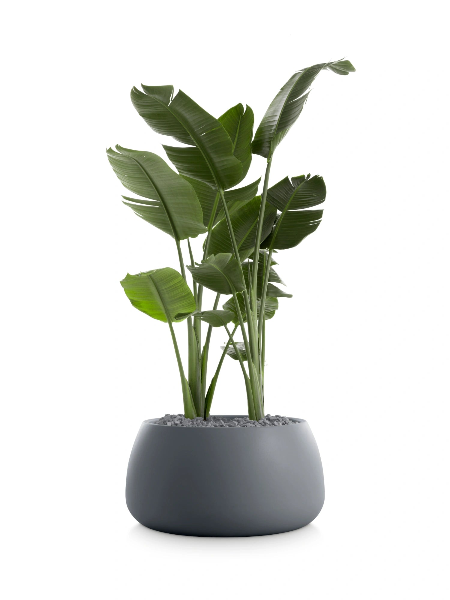 Gobi 3 Planter by Diabla - THAT COOL LIVING