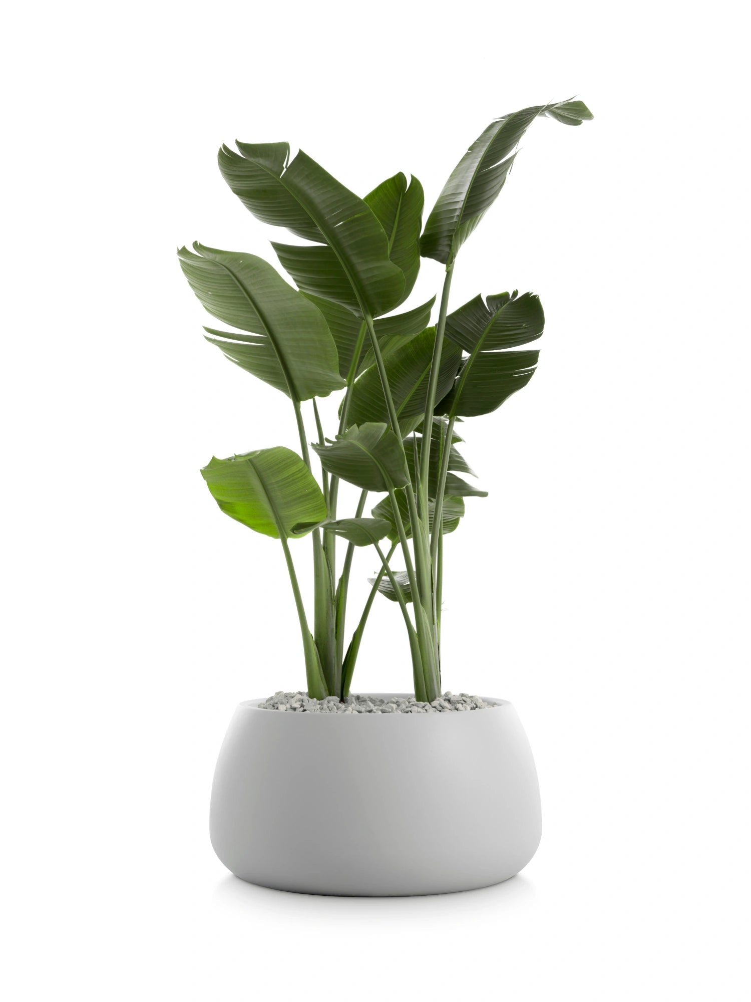 Gobi 3 Planter by Diabla - THAT COOL LIVING