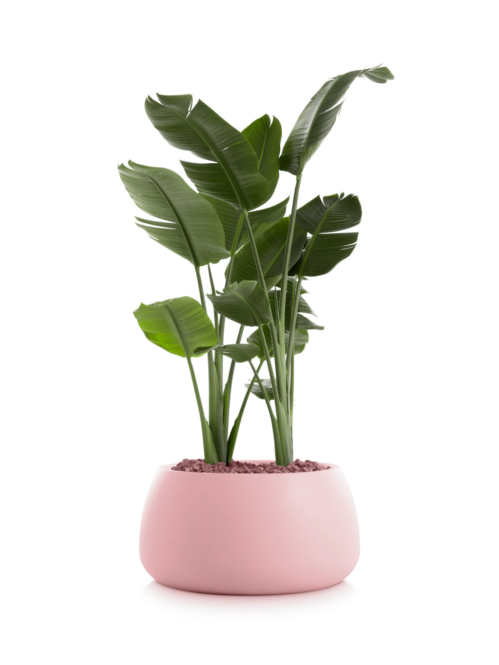 Diabla Gobi 3 Planter in Pink. This elegant, curved planter in a soft, matte pink hue cradles a thriving green plant, accented with complementary pink decorative pebbles, on a white background.