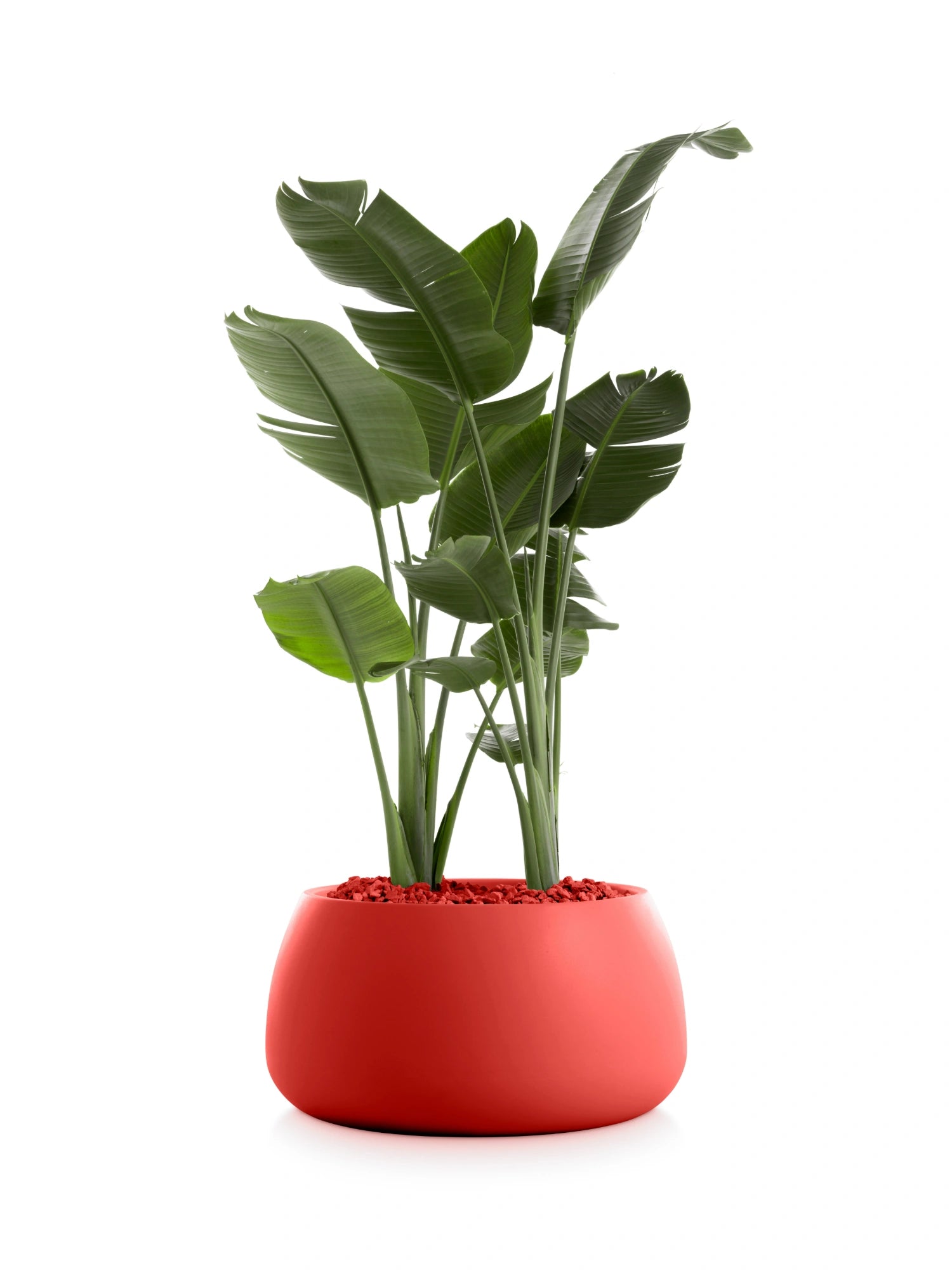 Gobi 3 Planter by Diabla - THAT COOL LIVING
