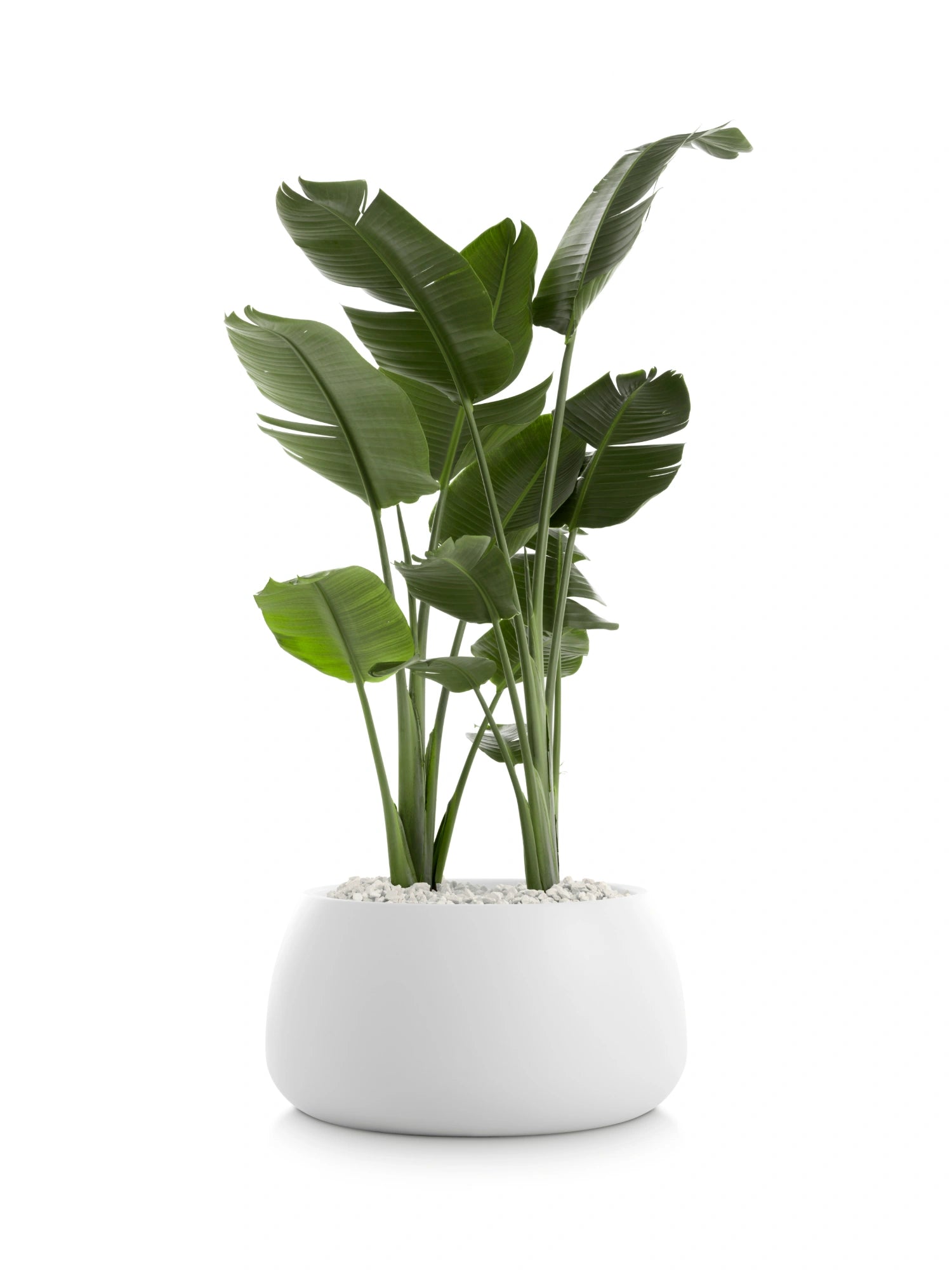 Gobi 3 Planter by Diabla - THAT COOL LIVING