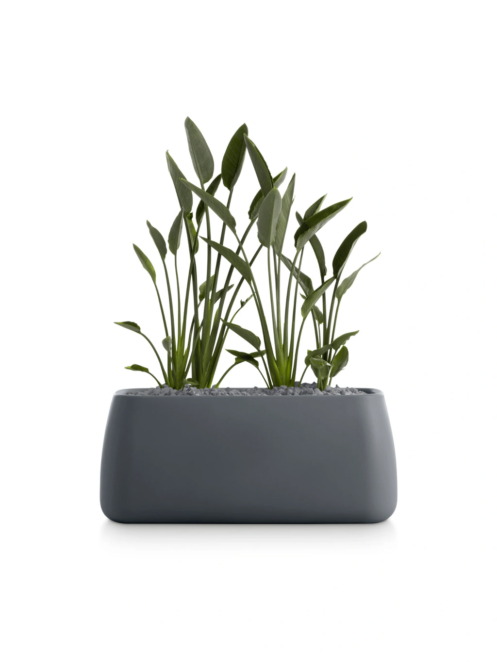 Diabla Gobi 5 Planter in a dark, sophisticated anthracite, a sleek rectangular design with gently curved edges, filled with green foliage and grey pebbles.