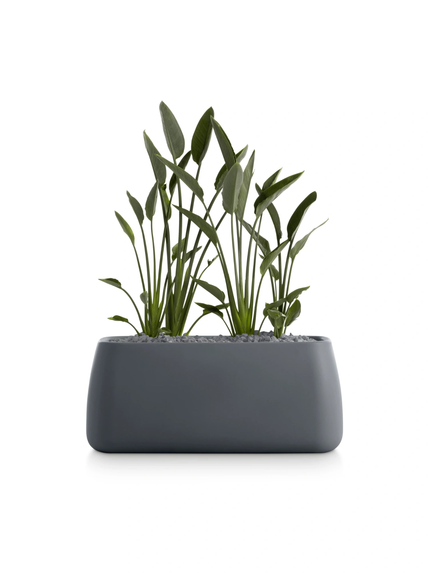 Gobi 5 Planter by Diabla - THAT COOL LIVING