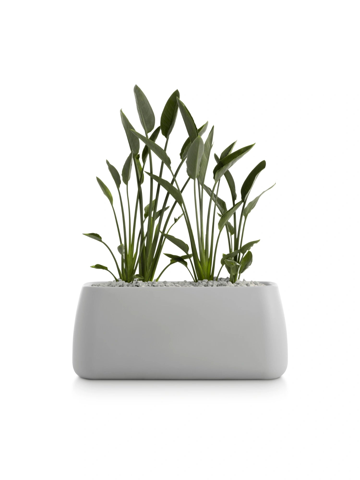 Gobi 5 Planter by Diabla - THAT COOL LIVING