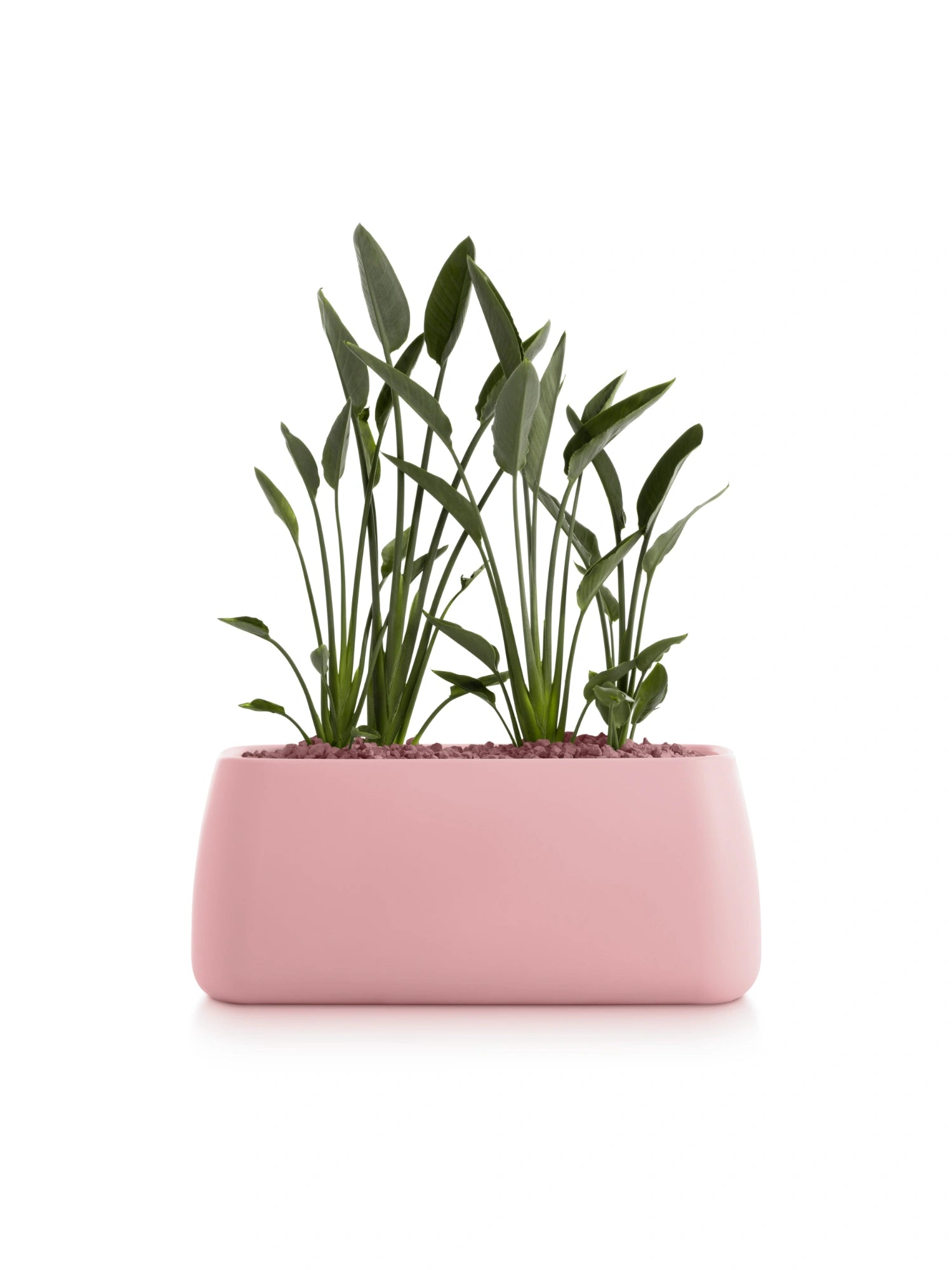Gobi 5 Planter by Diabla - THAT COOL LIVING