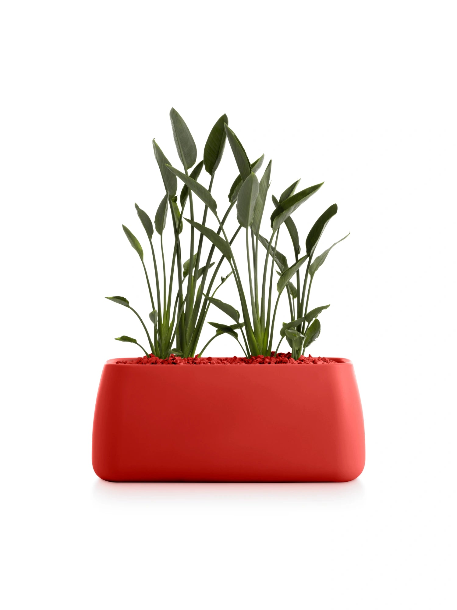 Gobi 5 Planter by Diabla - THAT COOL LIVING