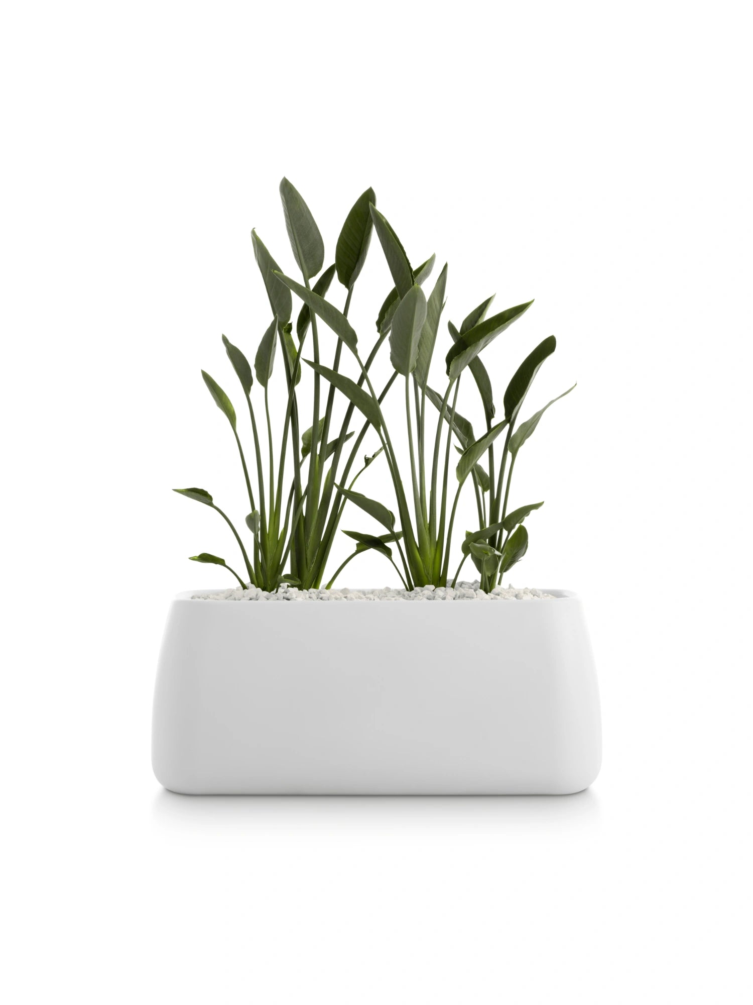 Gobi 5 Planter by Diabla - THAT COOL LIVING