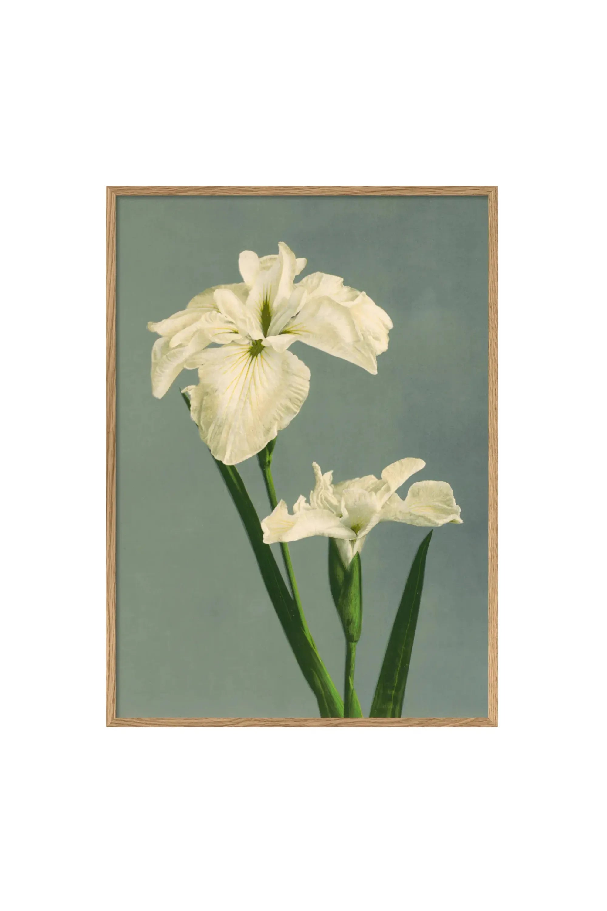 Iris Laevigata - Art Print by The Dybdahl Co. - THAT COOL LIVING