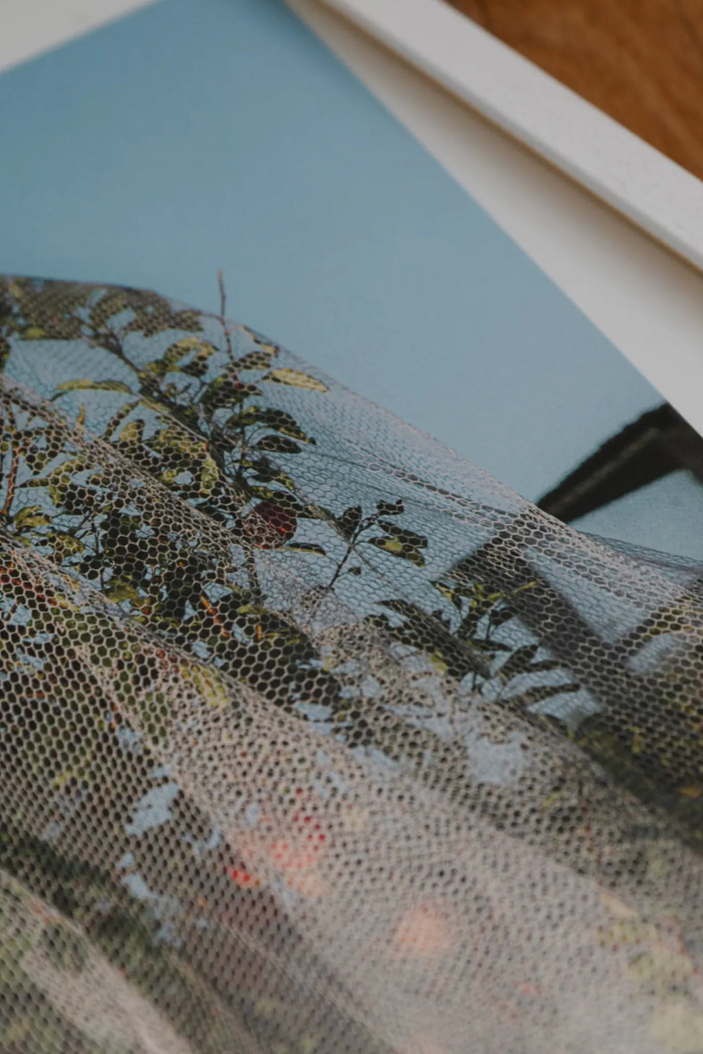 The Poster Club Apple Tree - Photo Art Print, a captivating nature photography art print depicting an apple tree with lush green leaves and subtle red fruit, delicately covered by a fine hexagonal mesh netting against a.