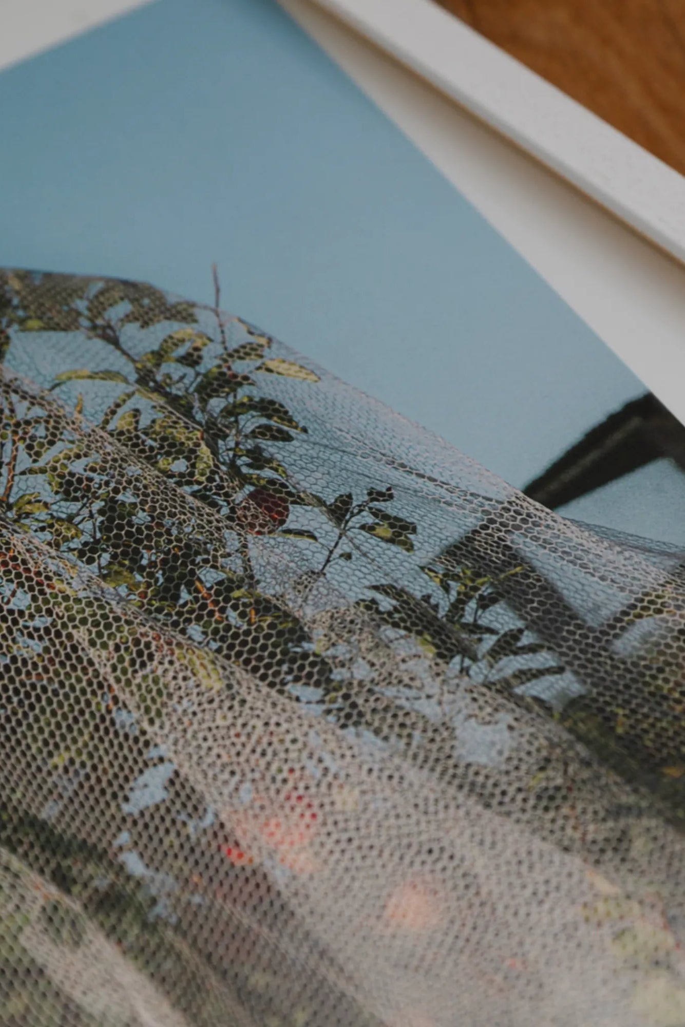 Close-up of a single apple hanging from a branch of the apple tree against a blue sky